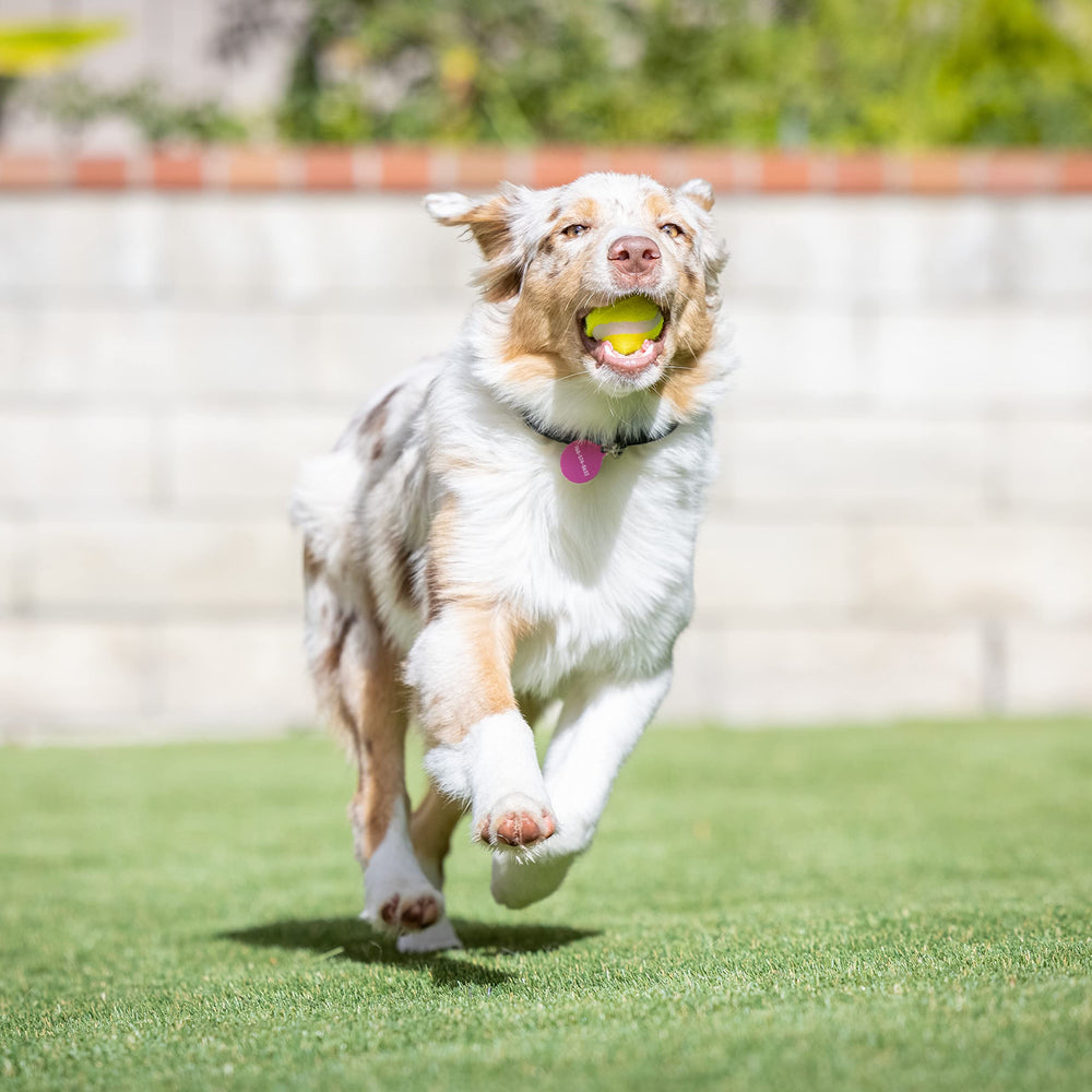 Fieltro no abrasivo, suave con los dientes de perros pequeños.