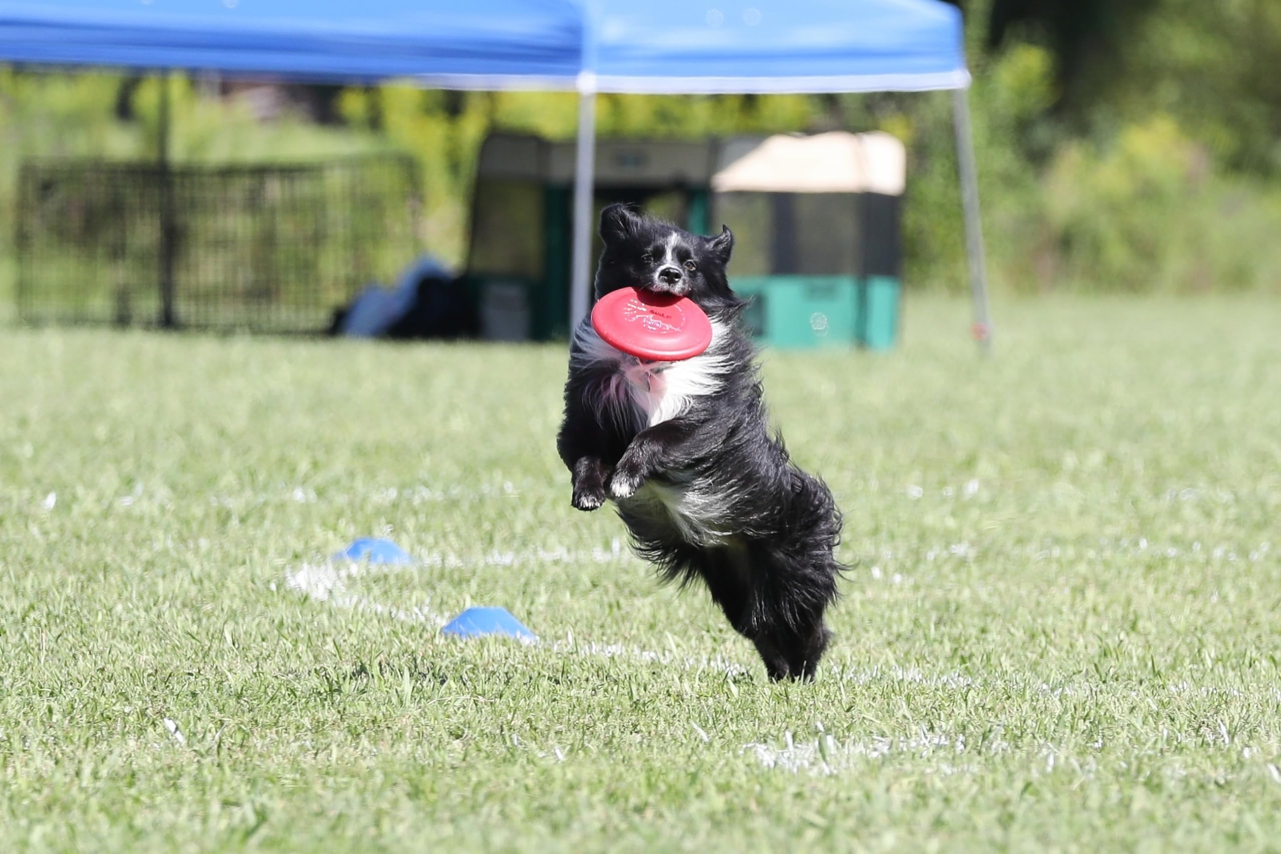 Hyperflite Pup Jawz rosado disc hecho en Estados Unidos.