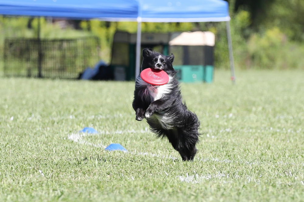 Hyperflite Pup Jawz rosado disc hecho en Estados Unidos.