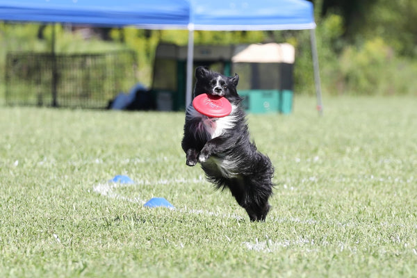 Hyperflite Pup Jawz rosado disc hecho en Estados Unidos.