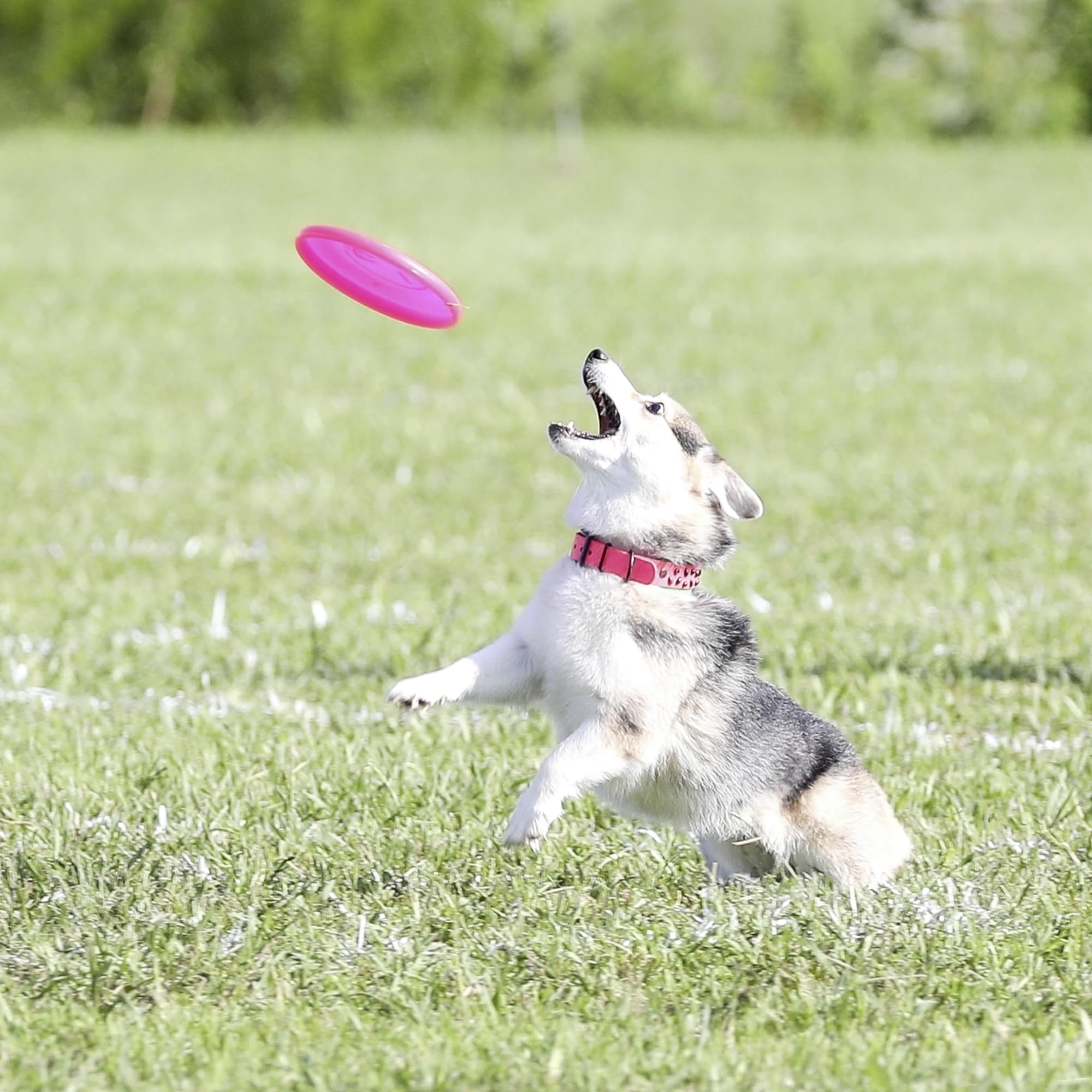 Hyperflite Pup Jawz rosado disc para perros menores de 16 pulgadas.