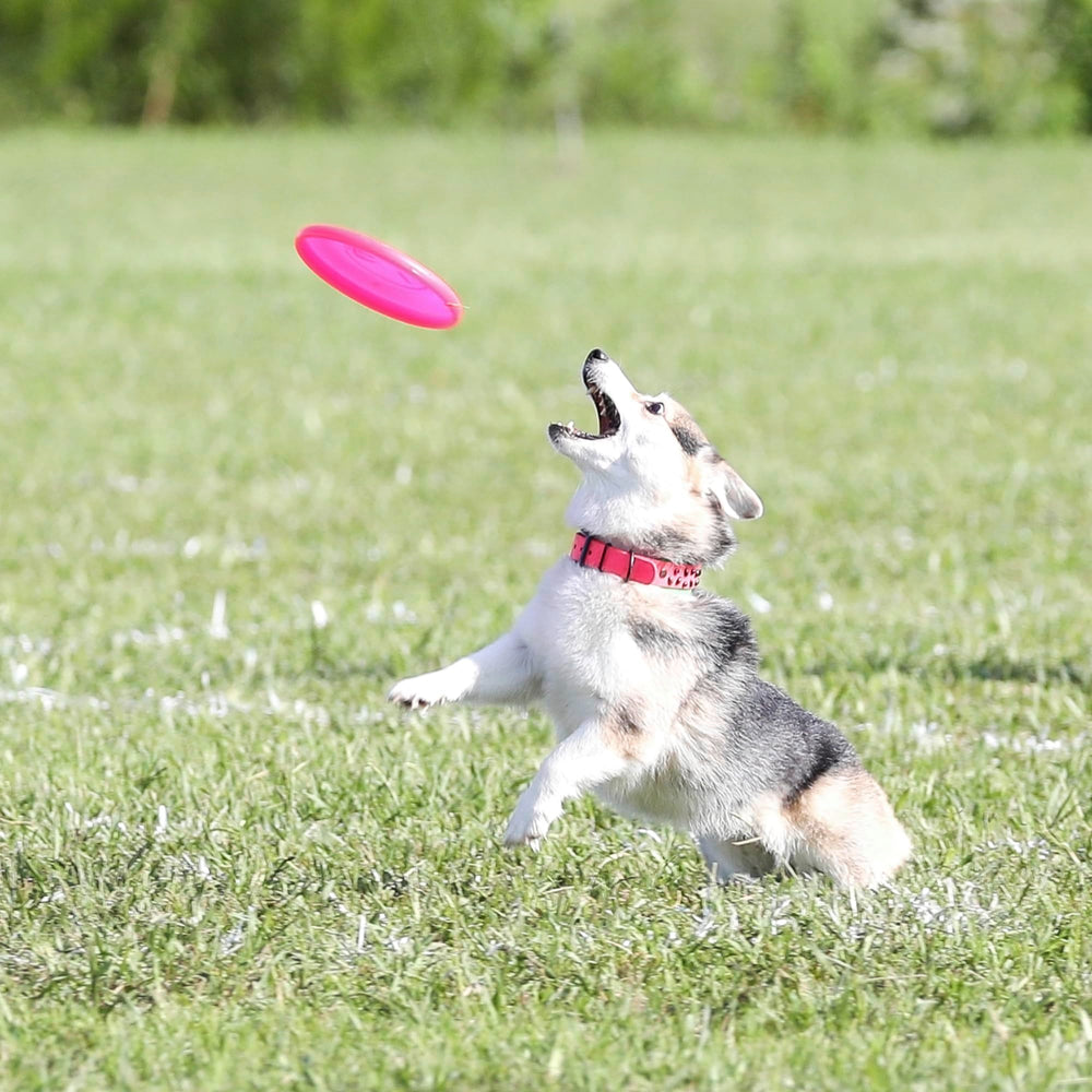 Hyperflite Pup Jawz rosado disc para perros menores de 16 pulgadas.