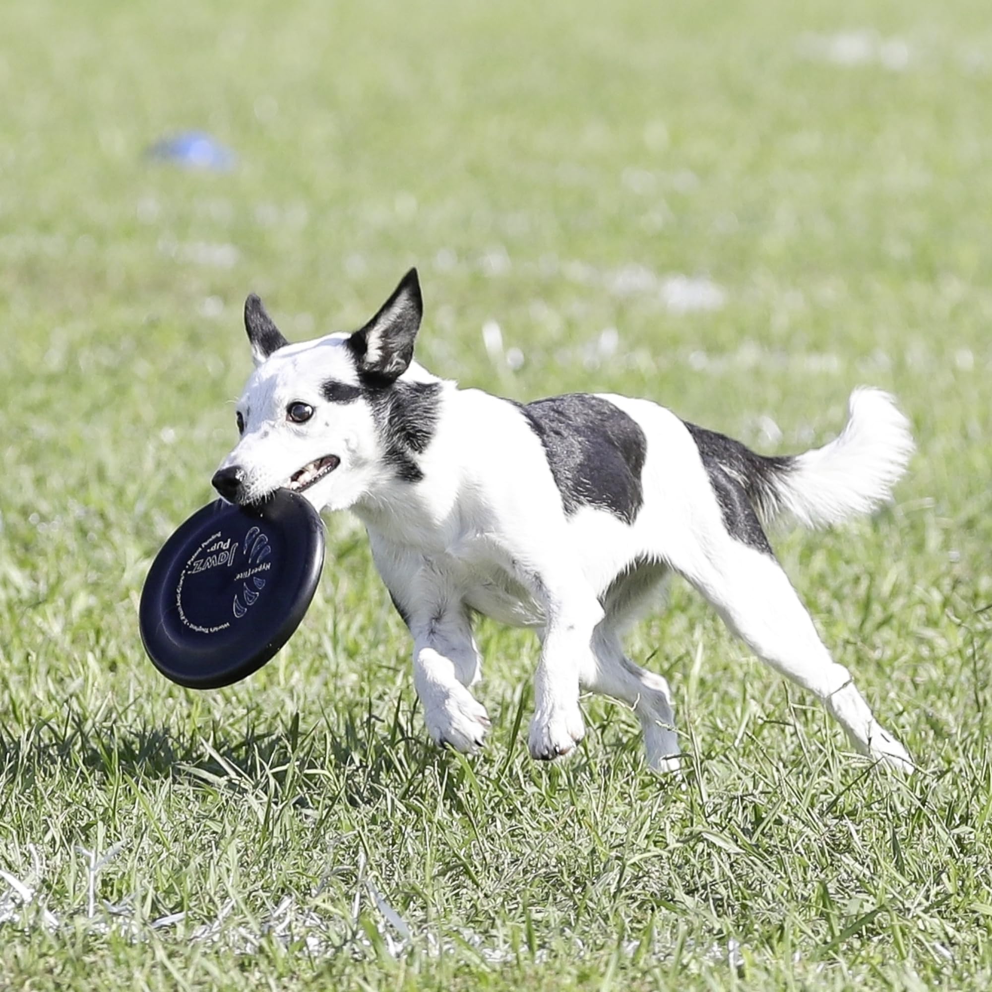 Hyperflite Pup Jawz con tecnología X-Flash antirreflejo para mejor visibilidad.