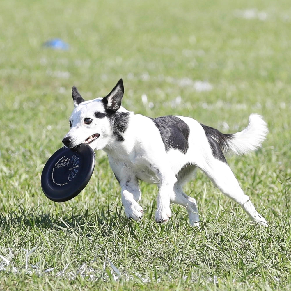 Hyperflite Pup Jawz con tecnología X-Flash antirreflejo para mejor visibilidad.