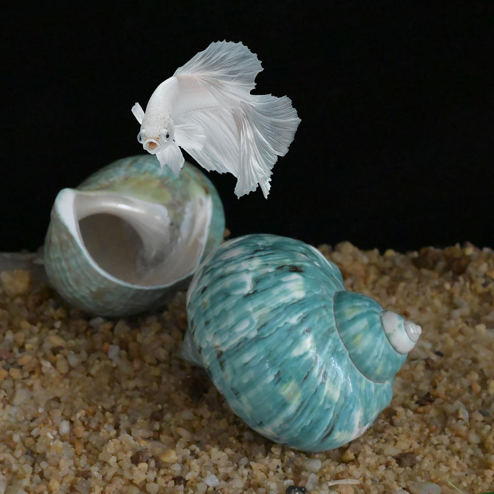 Concha iaovp ermitaño, verde deslumbrante, ideal para colección o decoración de ambiente marino.