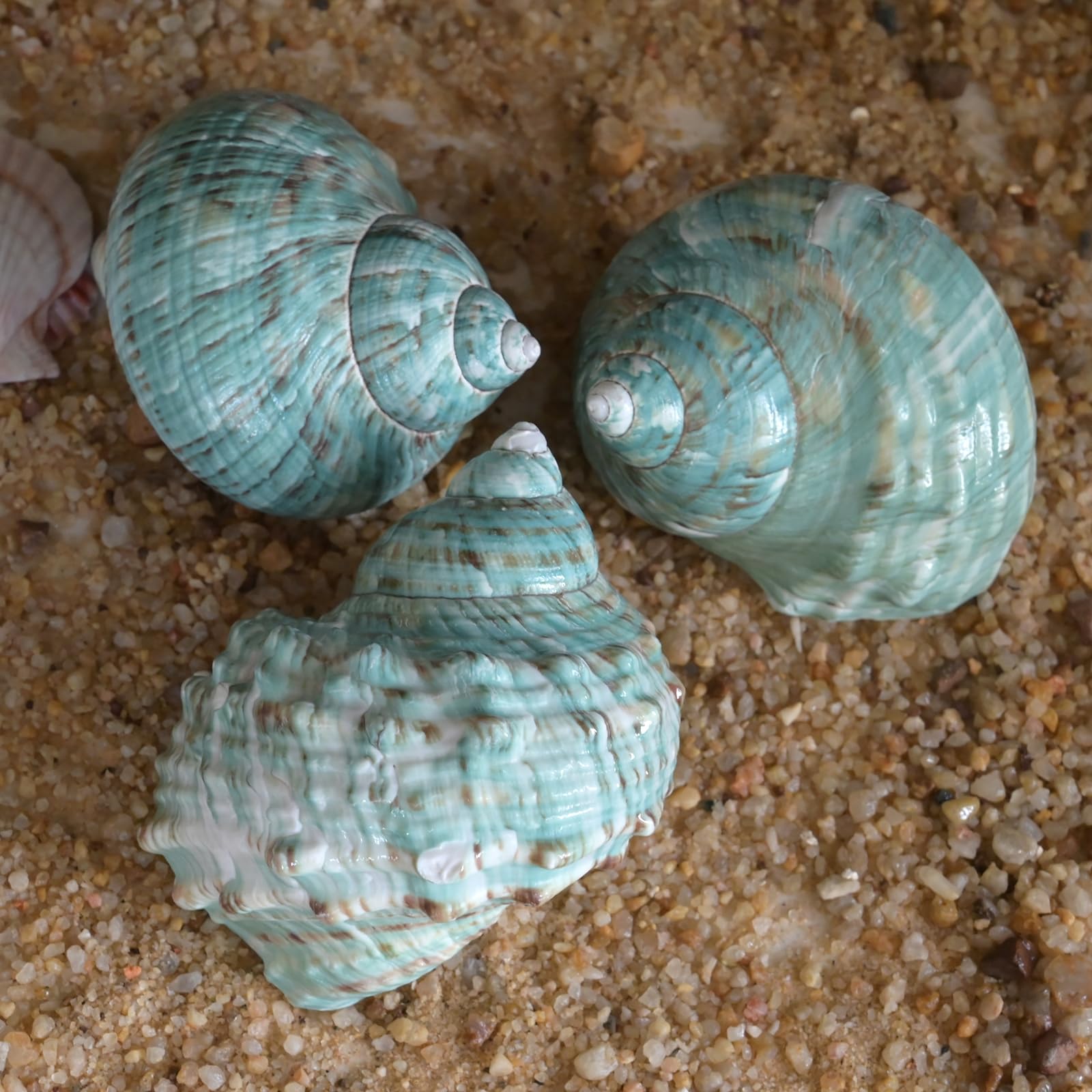 Concha marítima iaovp XXL, ideal como regalo o decoración temática.