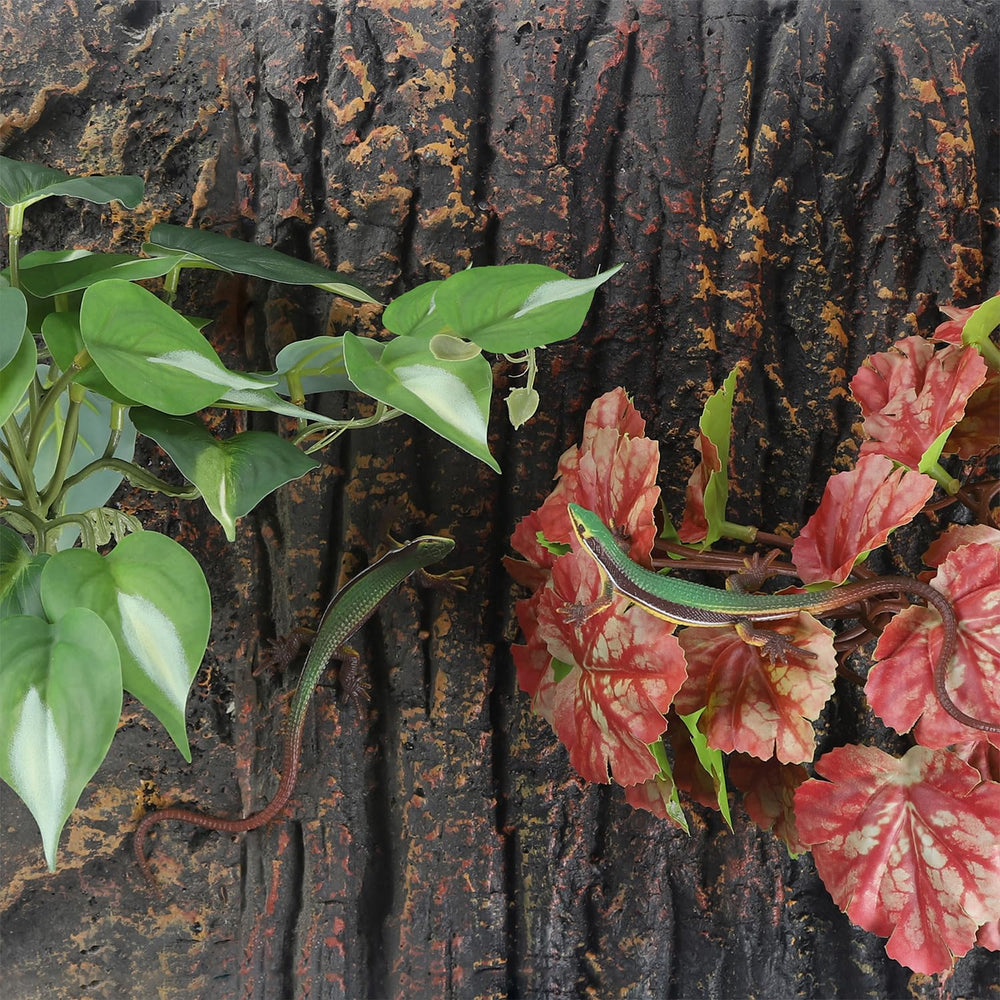 IBWell plantas versátiles para terrarios, útiles en varias zonas