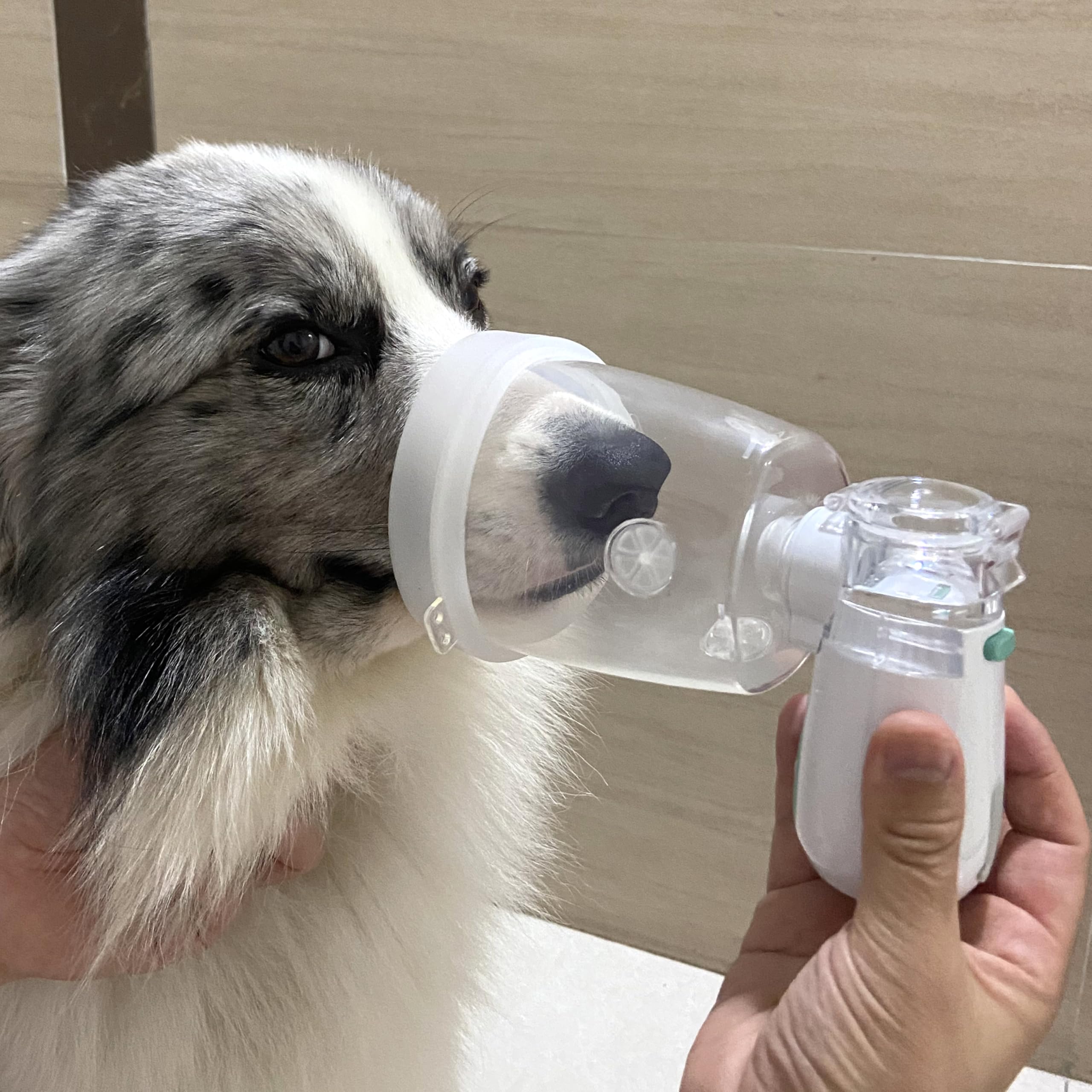 ICARE-PET nebulizador-operacion-silenciosa, sesiones tranquilas para mascotas nerviosas.