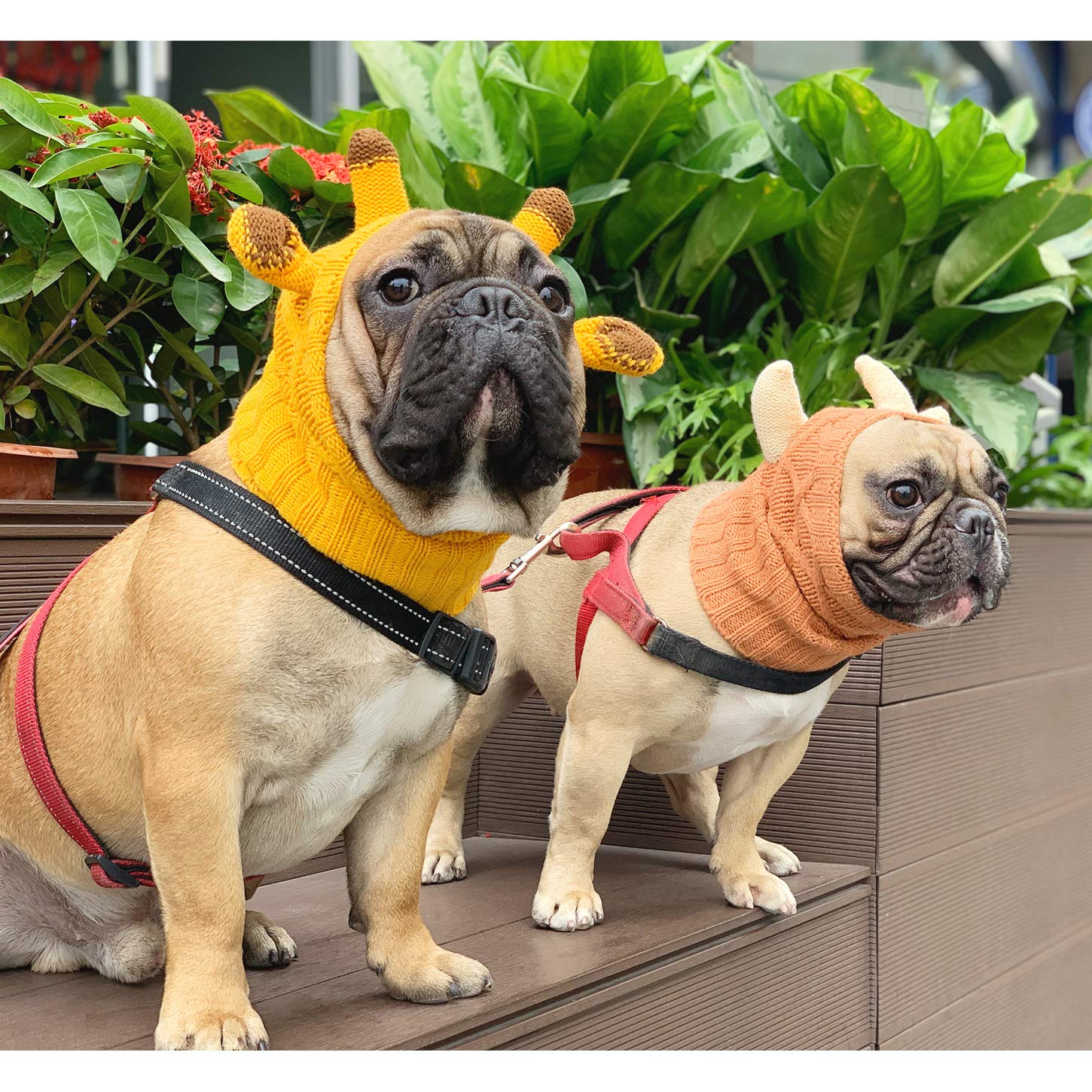 IChoue hoodie calmante para perros, ideal durante el cuidado e higiene para mantener la calma.
