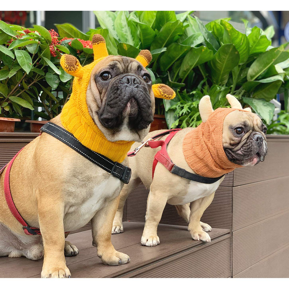 IChoue hoodie calmante para perros, ideal durante el cuidado e higiene para mantener la calma.