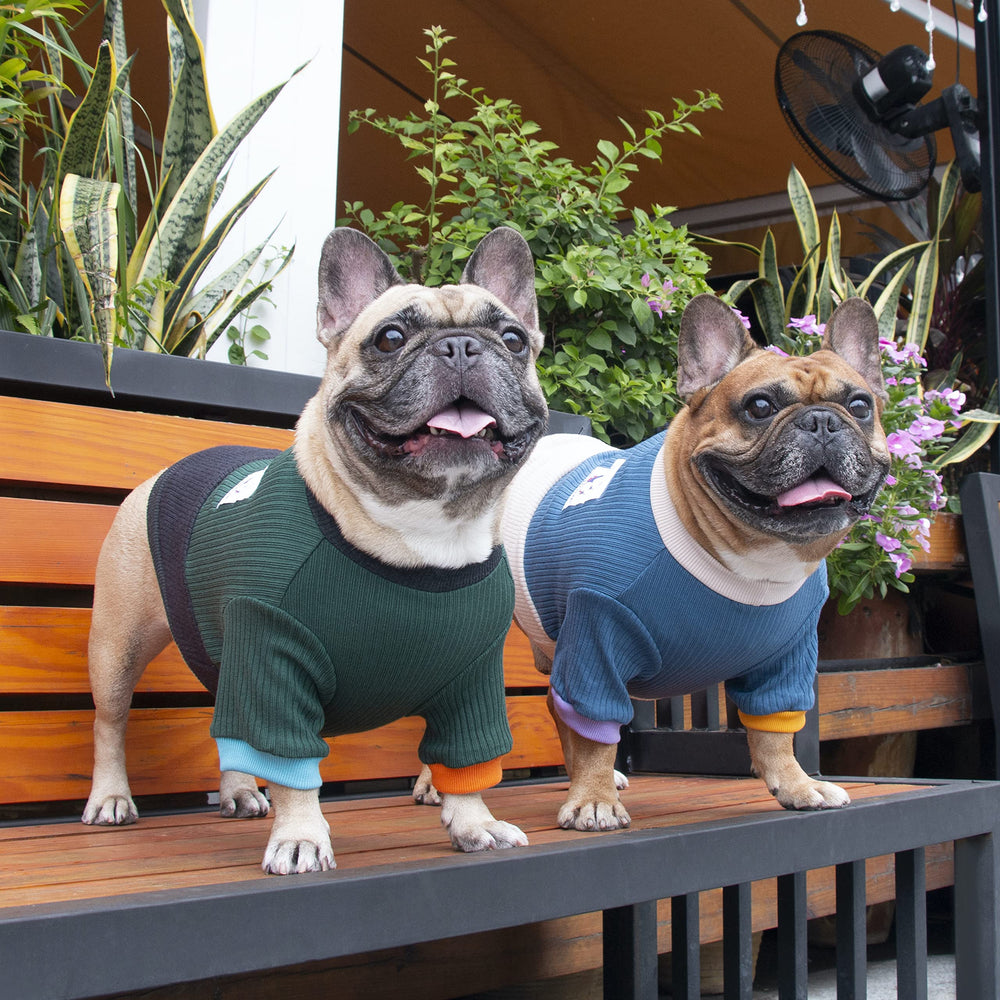 iChoue sudadera para perro, bloque de colores, perfecto para salidas diarias en clima frío.