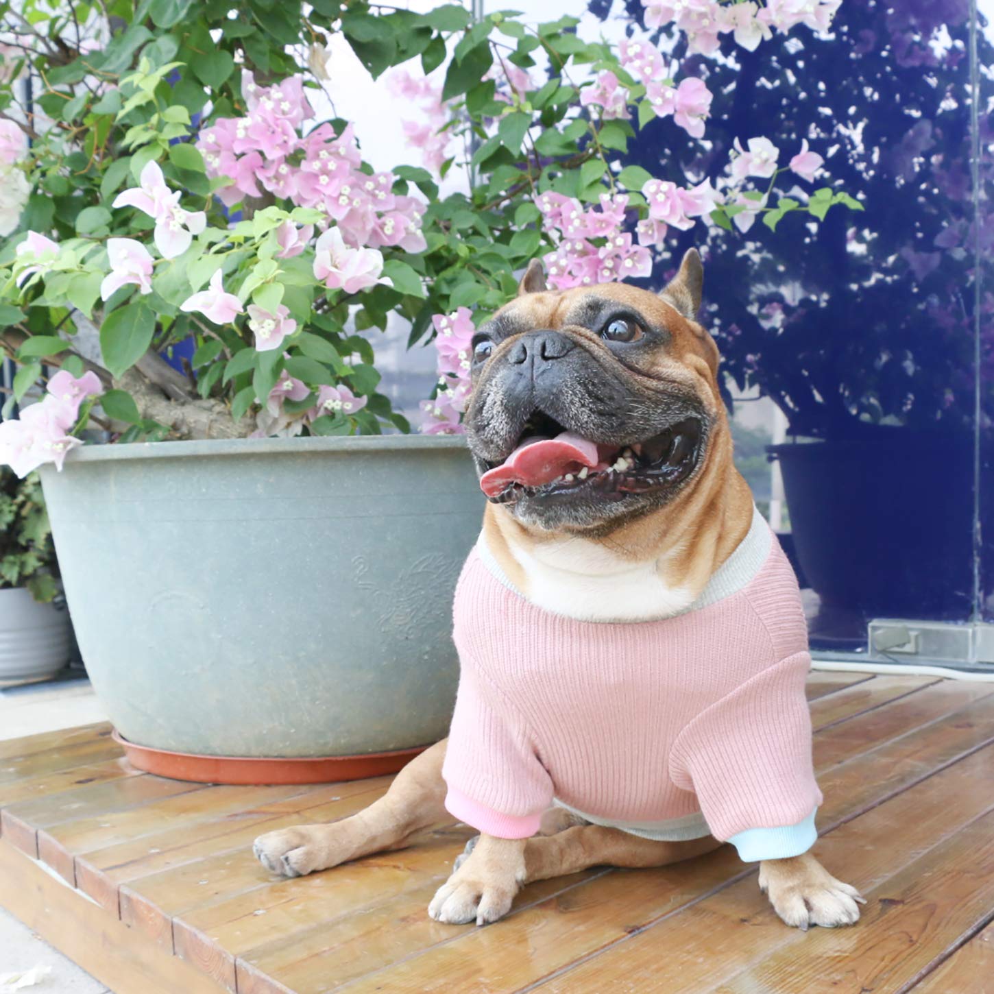 iChoue suéter para perro con bloque de color, estilo moderno para paseos.