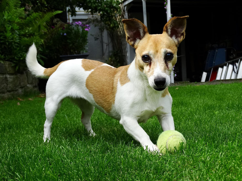 Iconikal juego de fetch verde para perros y gatos, diversión segura y activa
