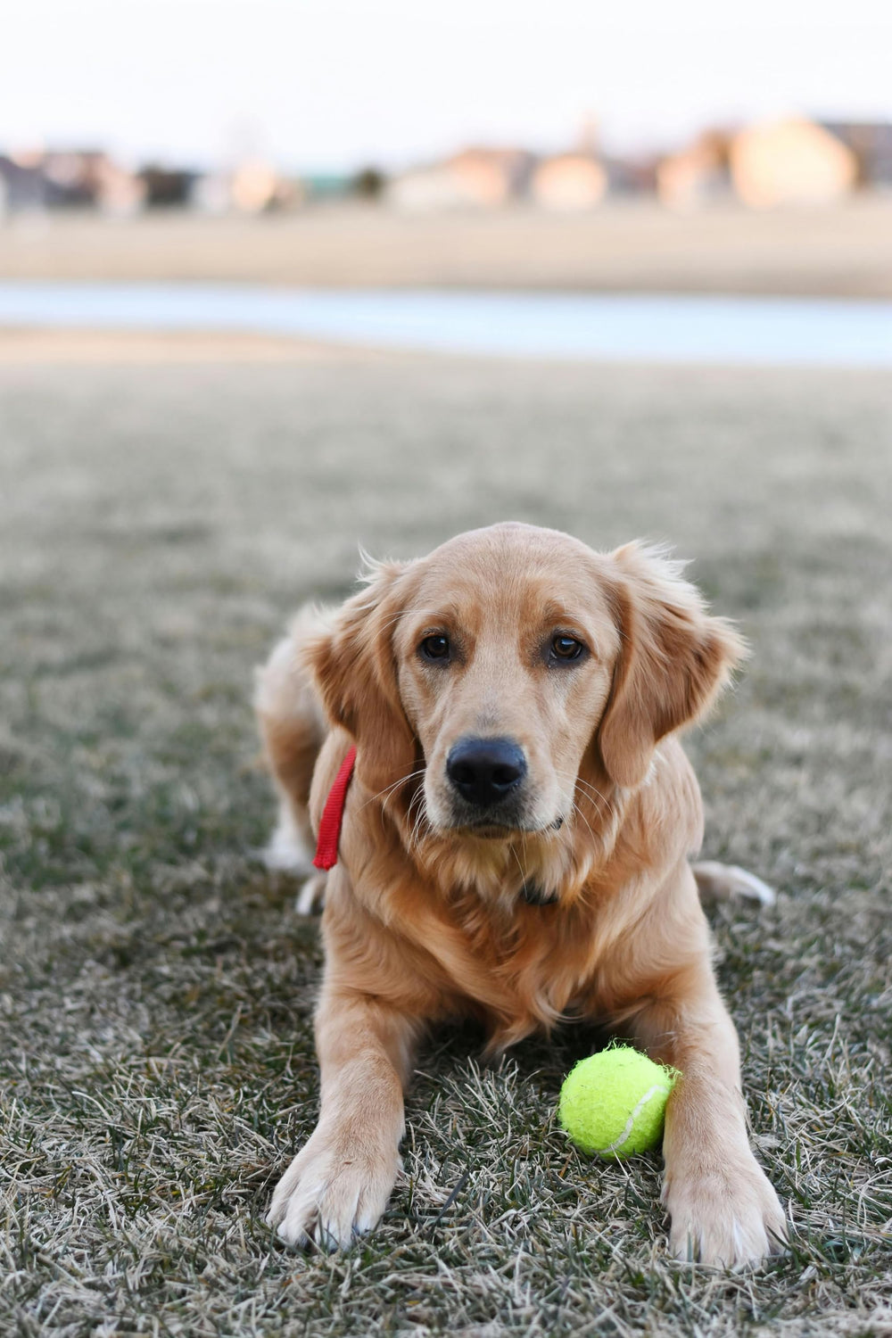 Caja con doce pelotas Iconikal de tenis verde para mascotas