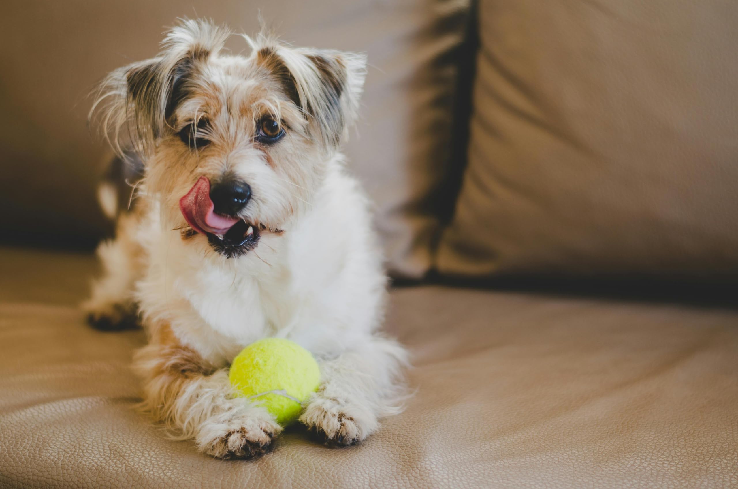 Uso de entrenamiento y juegos con perros y gatos con pelotas Iconikal