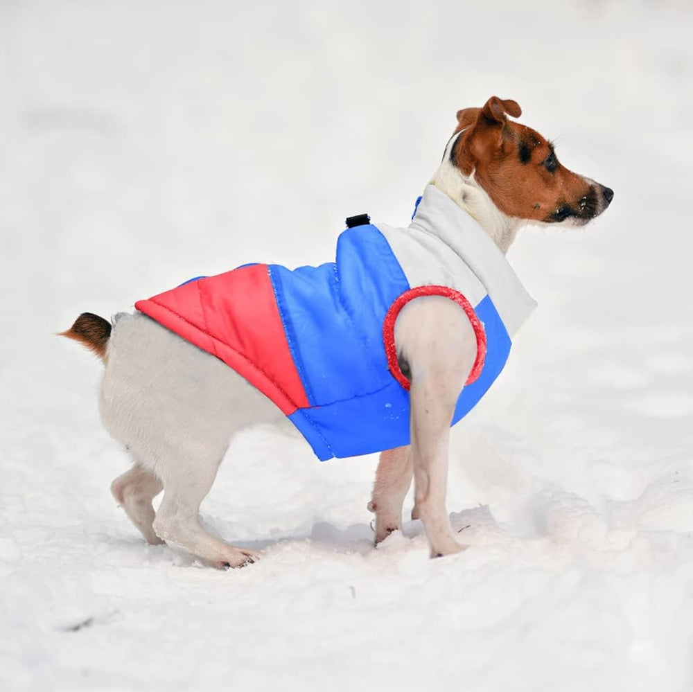 Idepet perro pequeño usando chaleco de moda en fiesta.