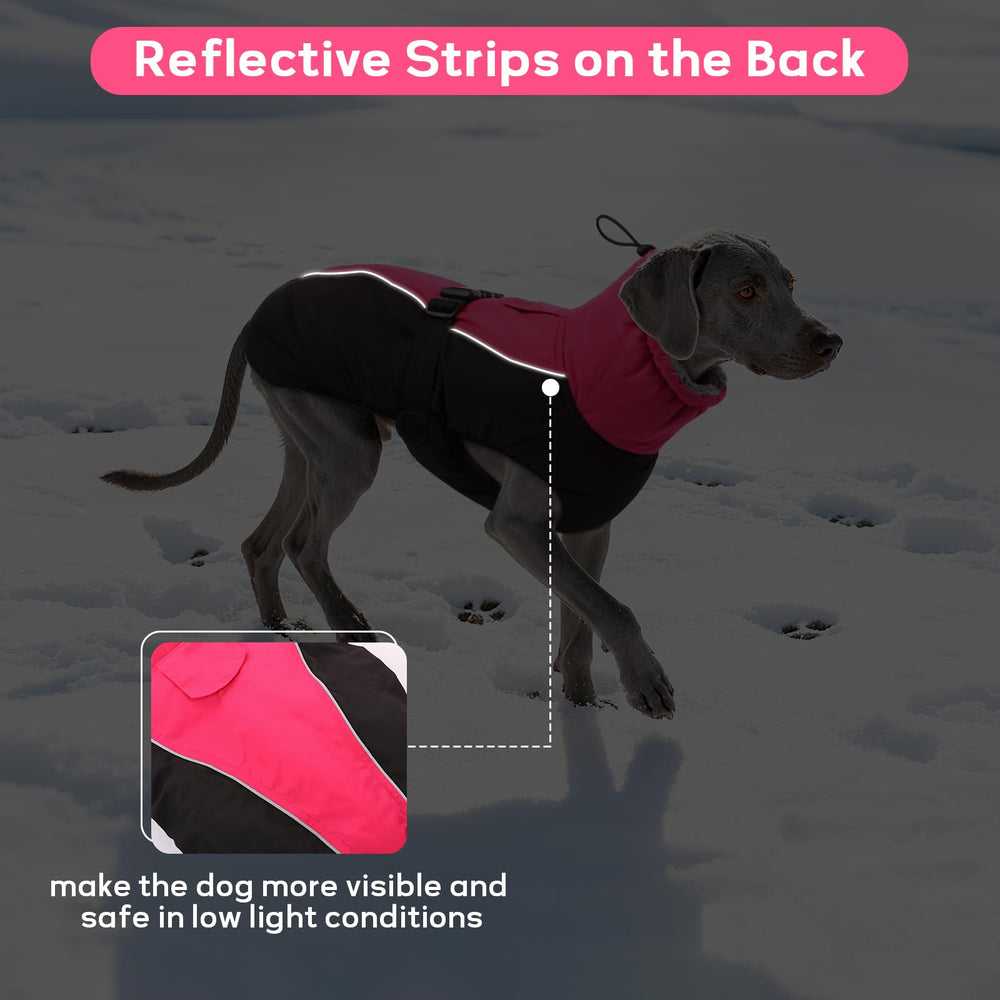 IDOMIK diseño de seis tallas para perros de todos los tamaños.