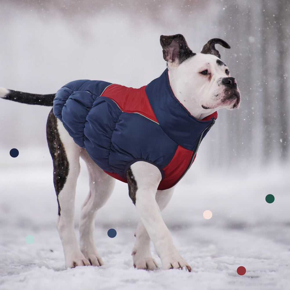 IECOii chaqueta para perro XXL agujero para correa para paseos al aire libre
