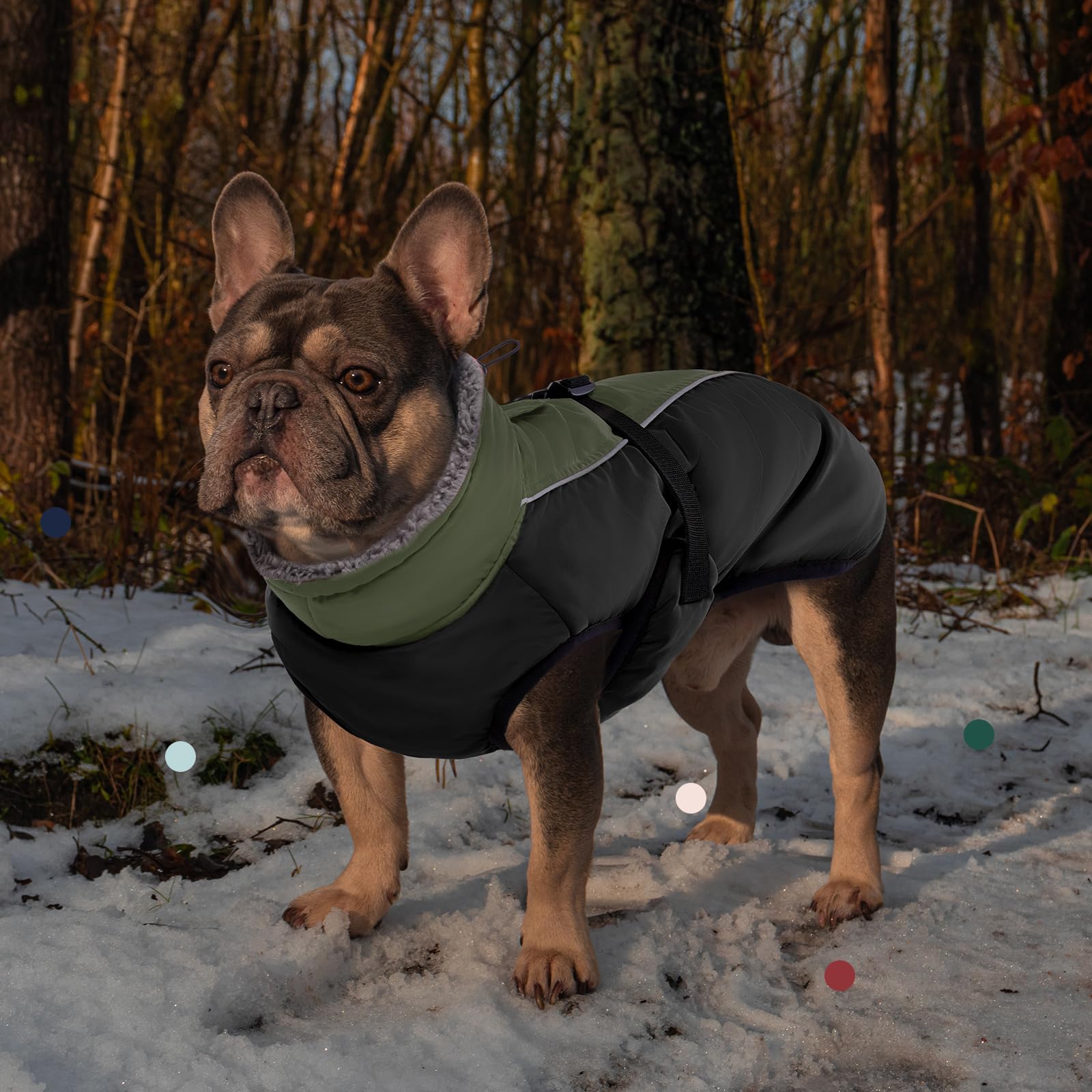 IECOii chaqueta para perros, uso externo ideal para caminatas y actividades al aire libre.