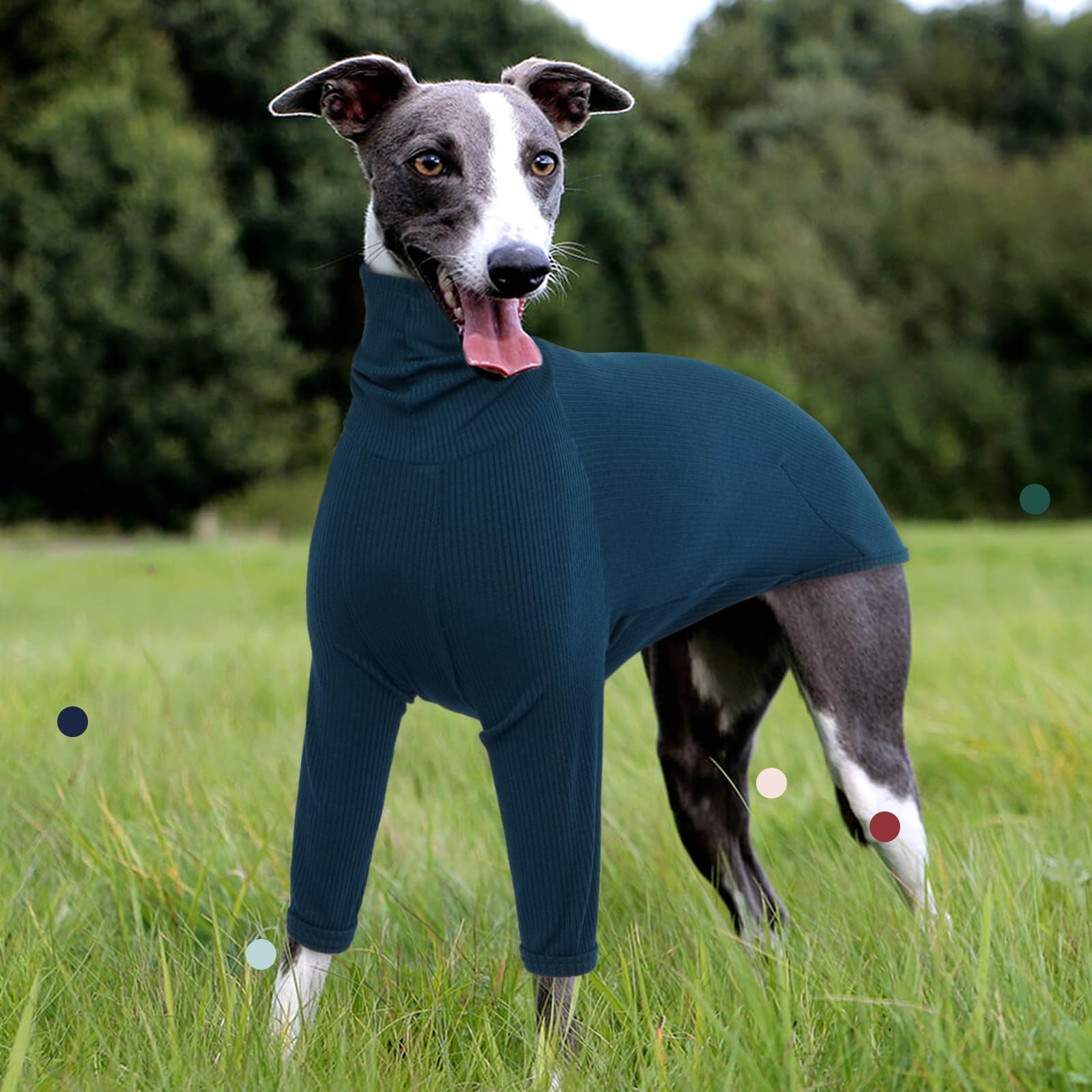 Uso diario de la sudadera IECOii para galgo pequeño en tres estaciones