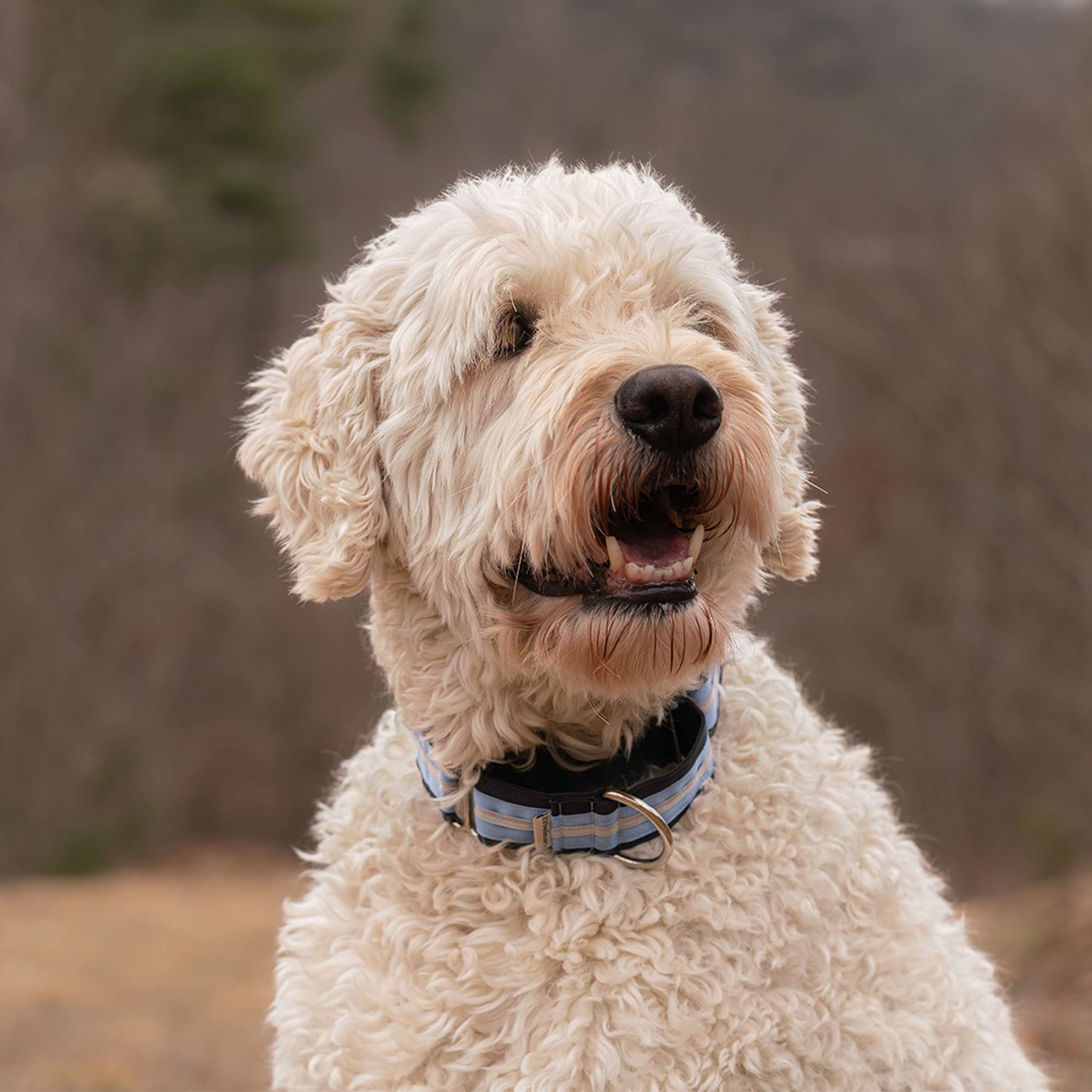 Collar martingale If It Barks evita que el perro se escape durante paseos