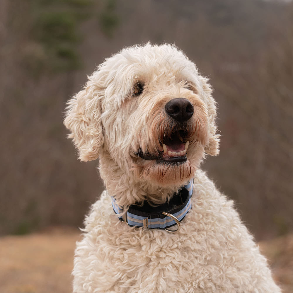 Collar martingale If It Barks evita que el perro se escape durante paseos