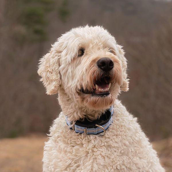 Collar martingale If It Barks evita que el perro se escape durante paseos
