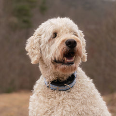 Collar martingale If It Barks evita que el perro se escape durante paseos