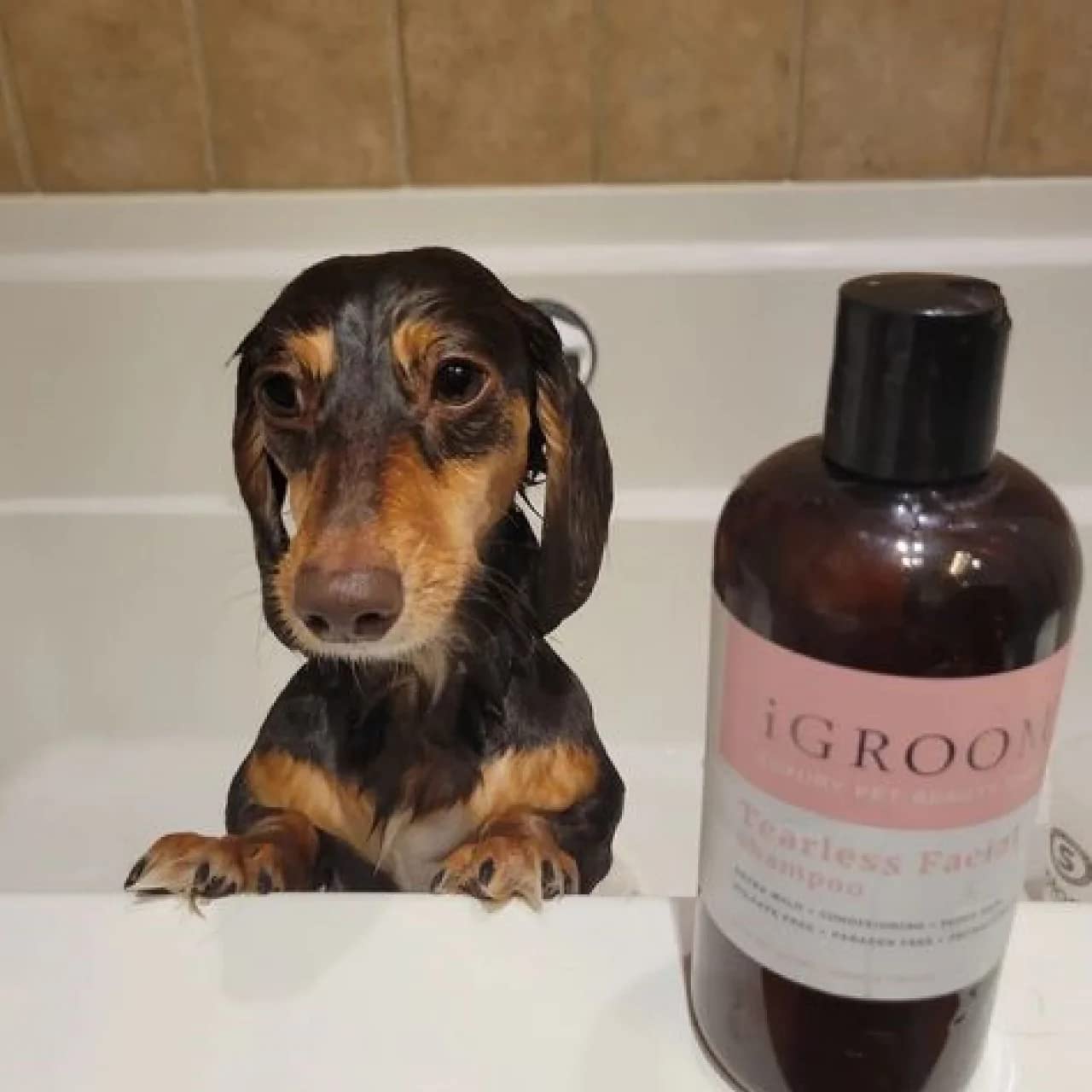 iGroom cuidado lujo para mascota con perfume Bliss, sensación suave tras el baño