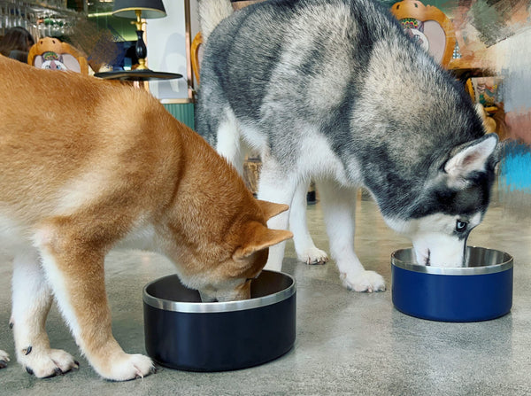 IKITCHEN tazón duradero apto para perros y otros animales.