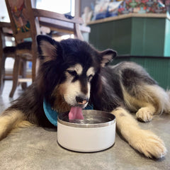 IKITCHEN tazón para perros base antideslizante evita derrames