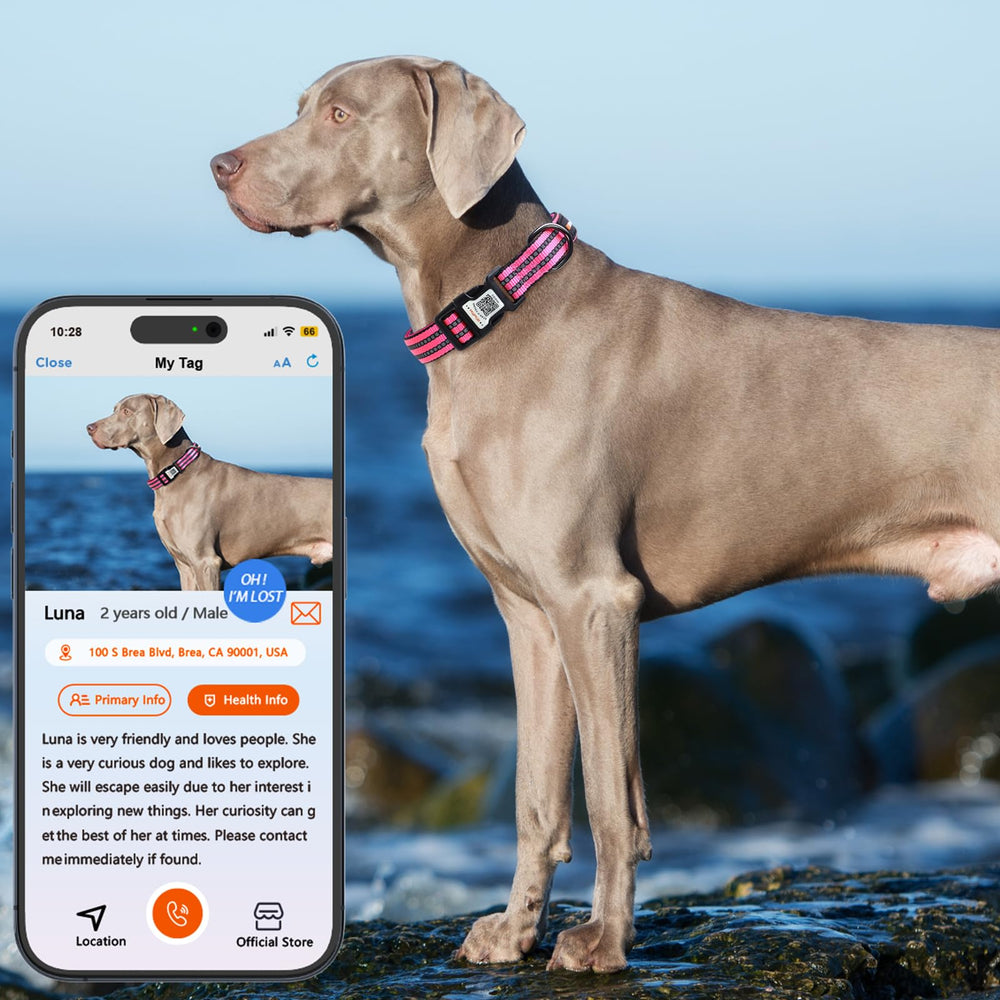 ilFindYou collar visibilidad nocturna para paseos más seguros
