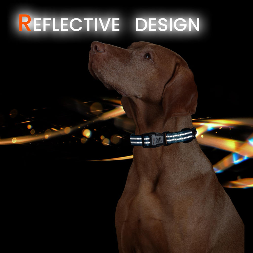 ilFindYou perro usando collar en uso con perfil en línea para datos