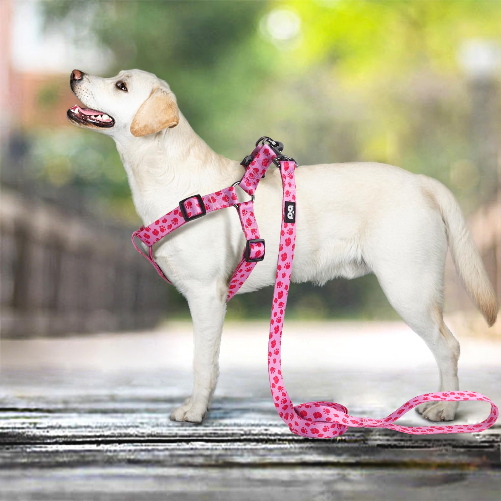 QQPETS tamaño XS ideal para perros pequeños o cachorros.