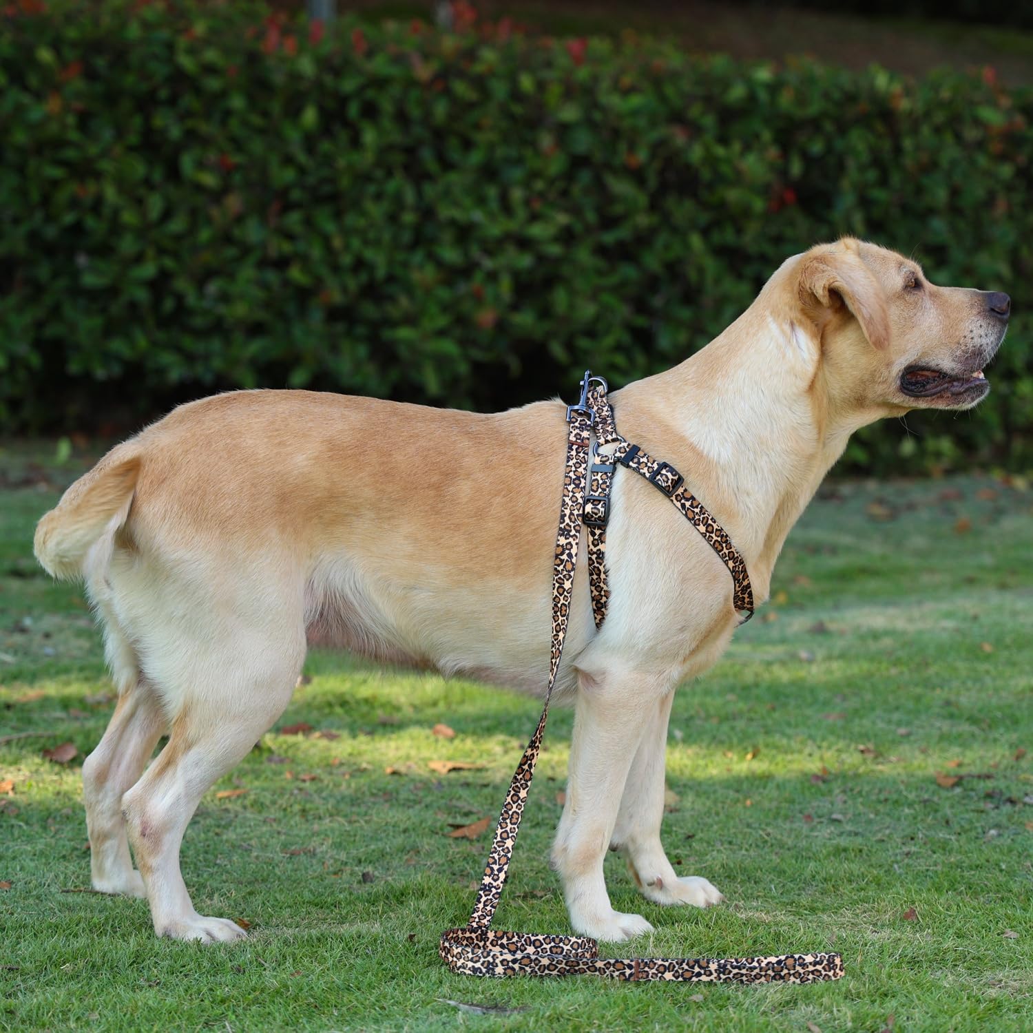 Olahibi Harness and Leash Set, Leopard Pattern, 5ft Matching Leash, No Pull, Easy Wear for Medium Dogs.(M, Brown Leopard)