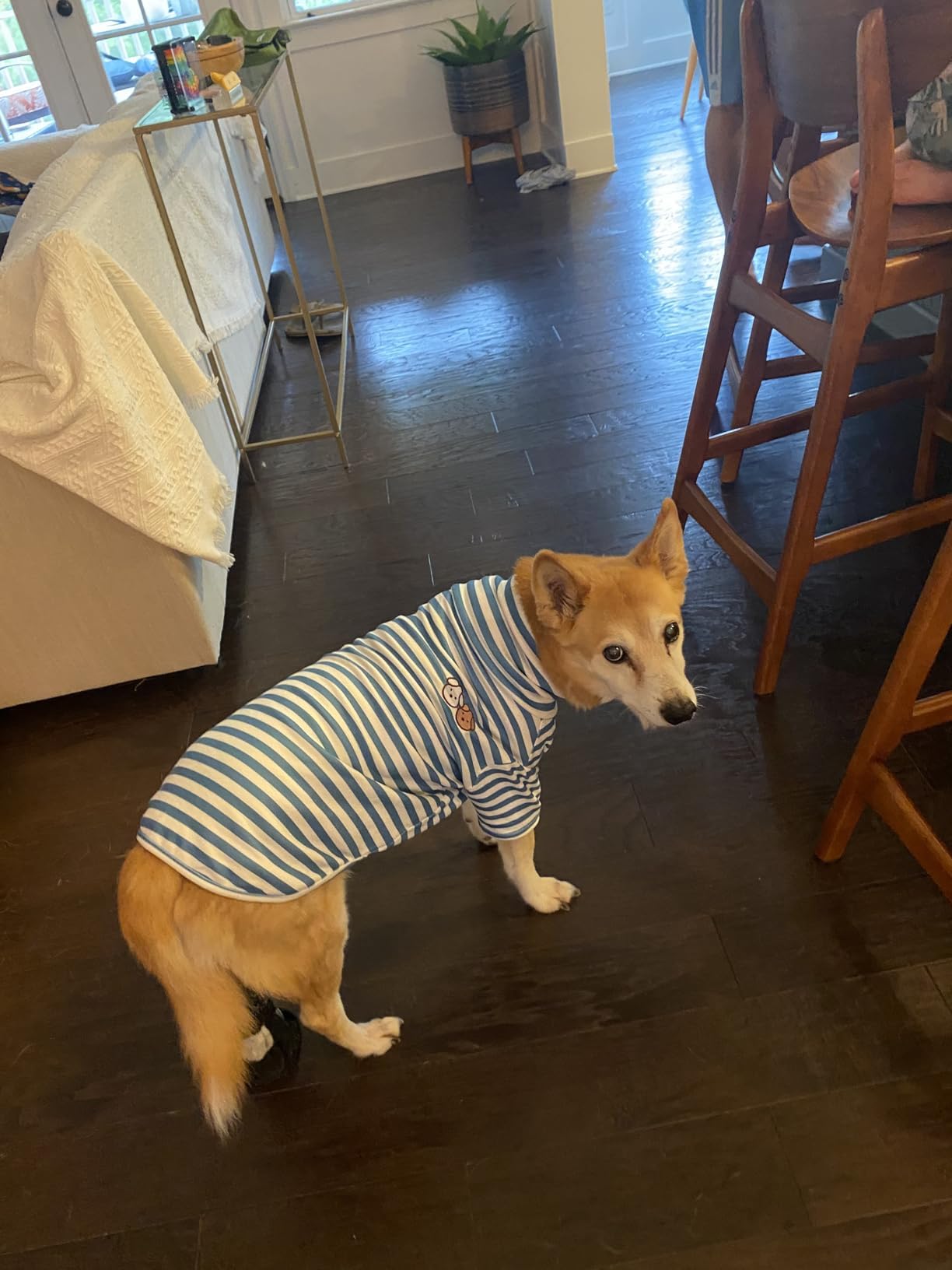 IMDOUBLEDOU detalle bordado para perro, estilo sutil