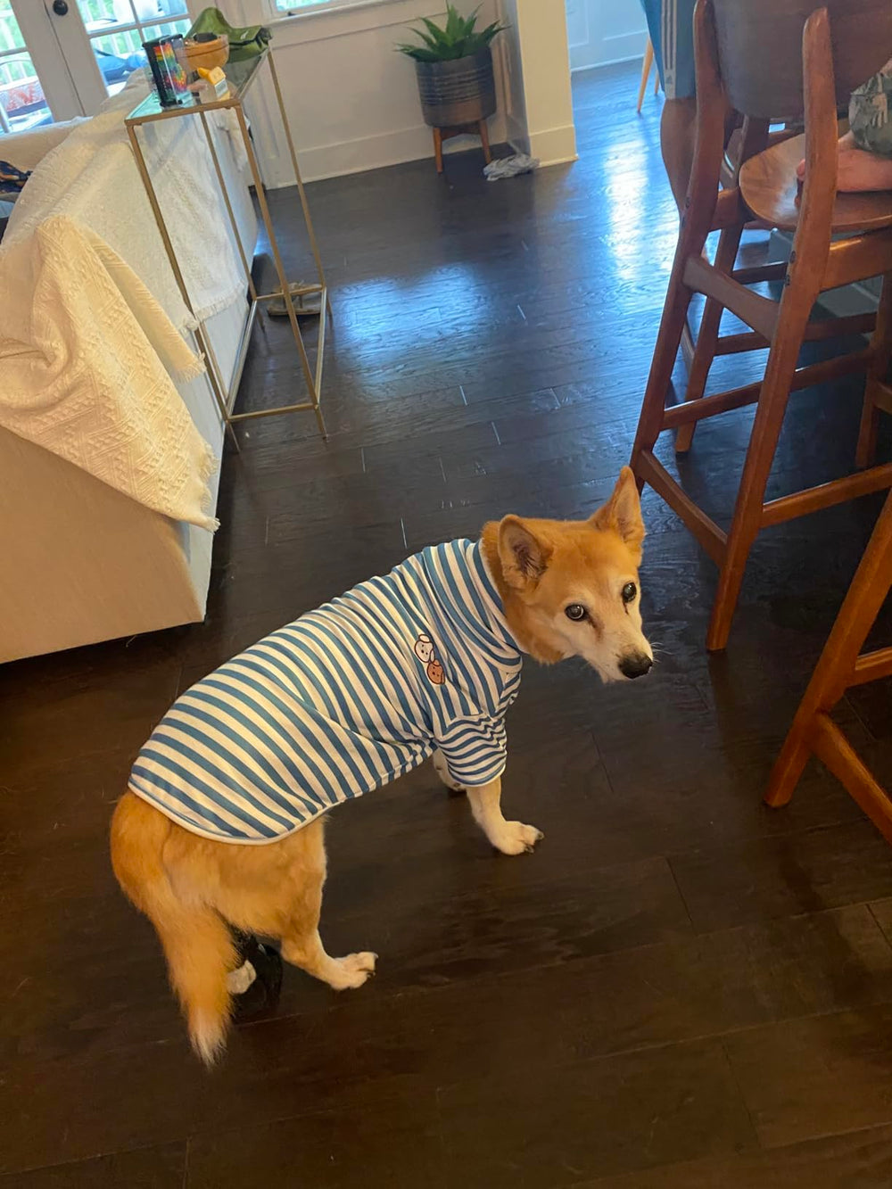 IMDOUBLEDOU detalle bordado para perro, estilo sutil