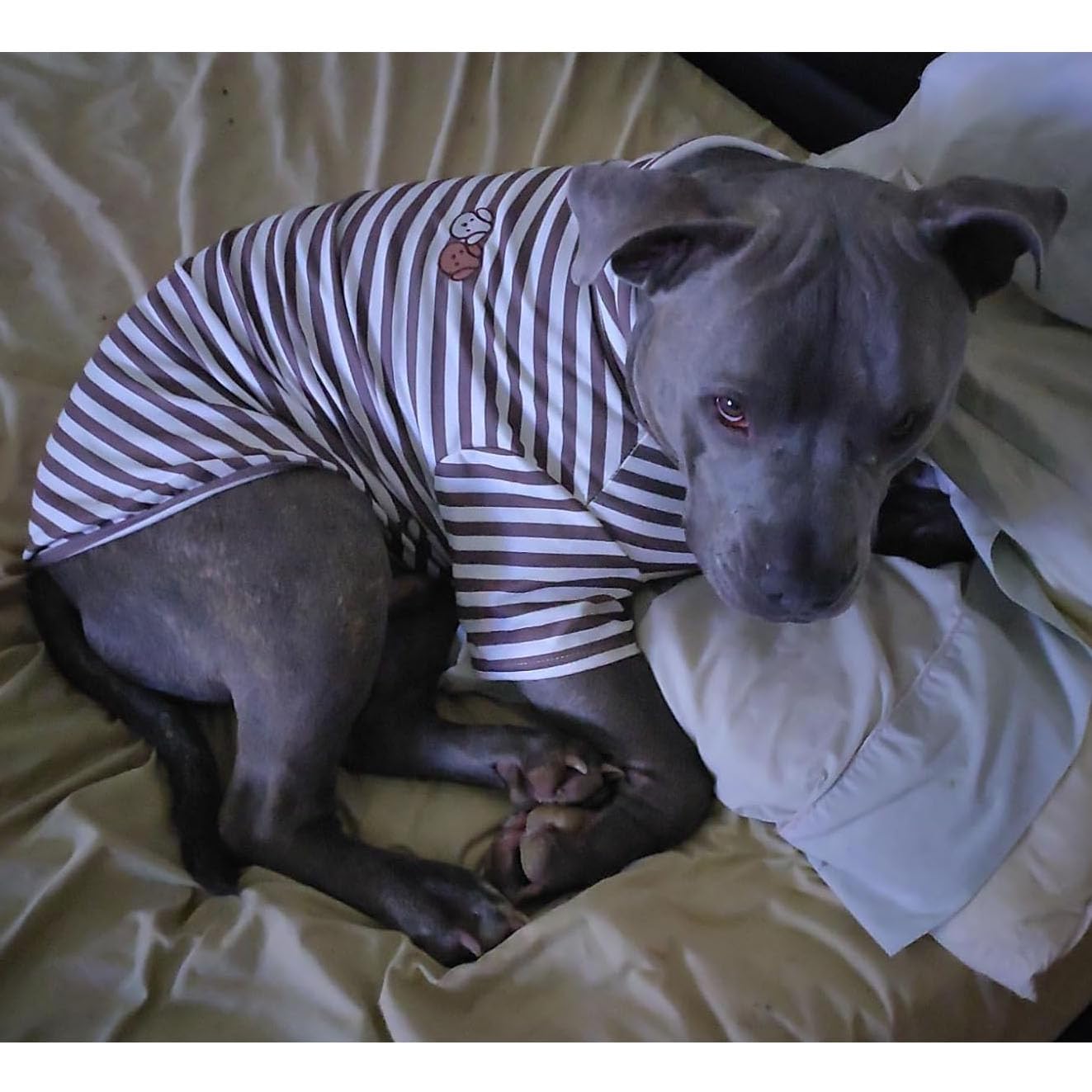 IMDOUBLEDOU prenda para mascotas rayas verdes tela suave.