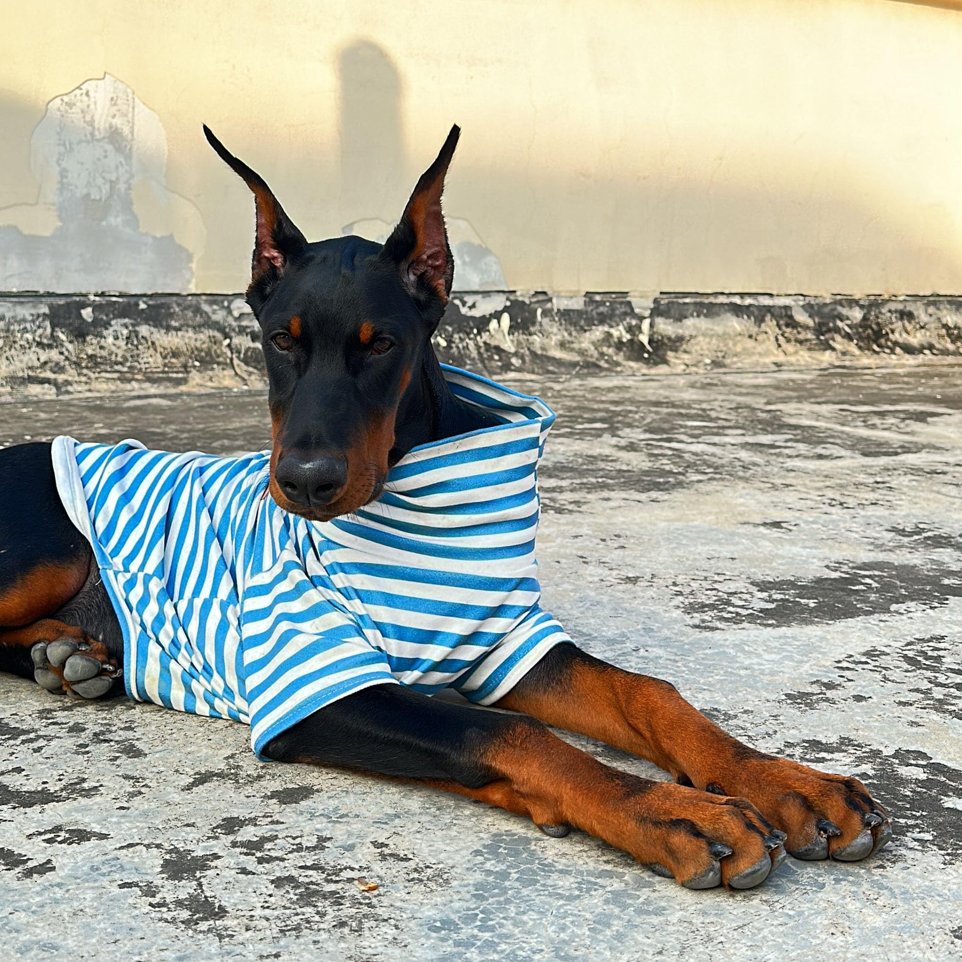 IMDOUBLEDOU sudadera cuello alto para perro, bordado elegante