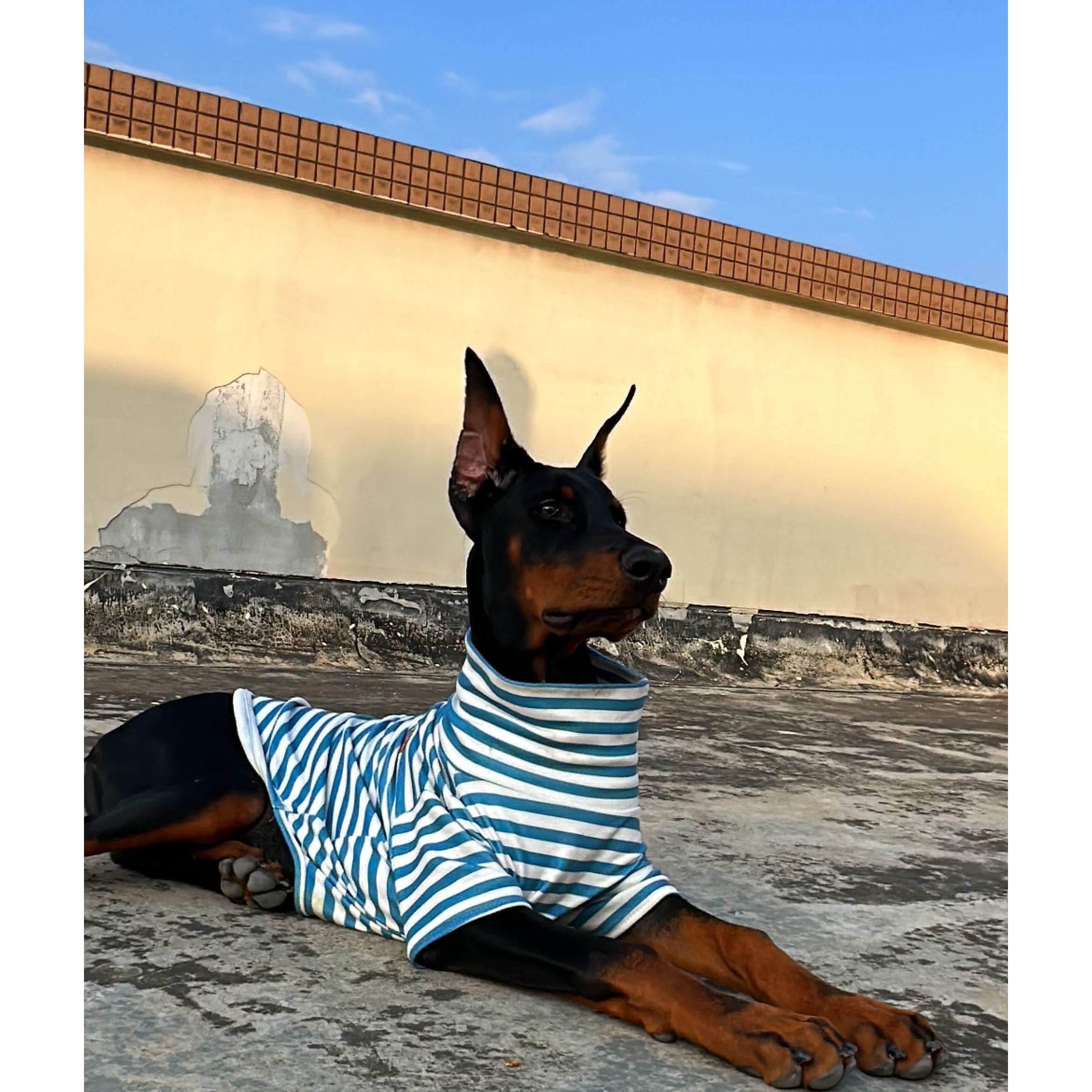 IMDOUBLEDOU tallas para perro y gato, diez opciones