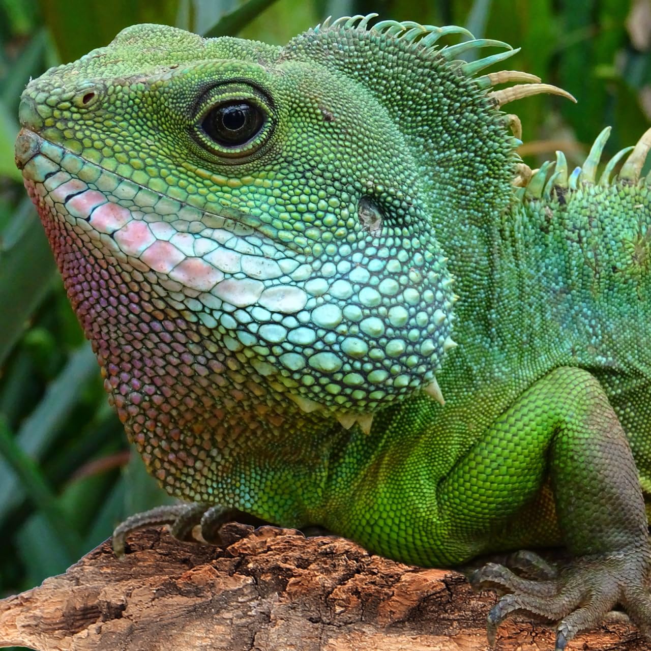 IMIKEYA accesorio natural para terrario, complemento versátil para reptiles pequeños.
