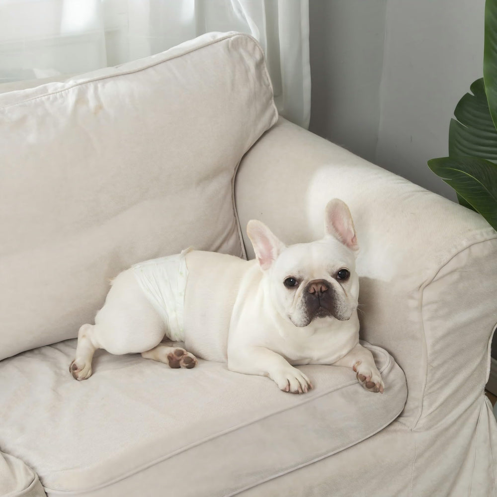 IMMCUTE panales con absorcion alta para uso diario de perros macho.