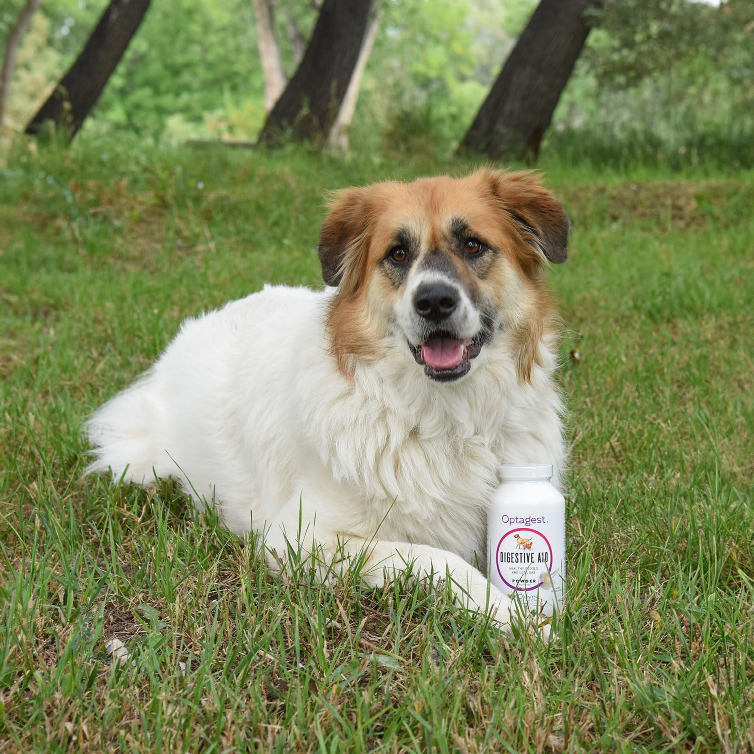 Mascota satisfecha y equilibrada gracias al apoyo intestinal de In Clover Optagest.