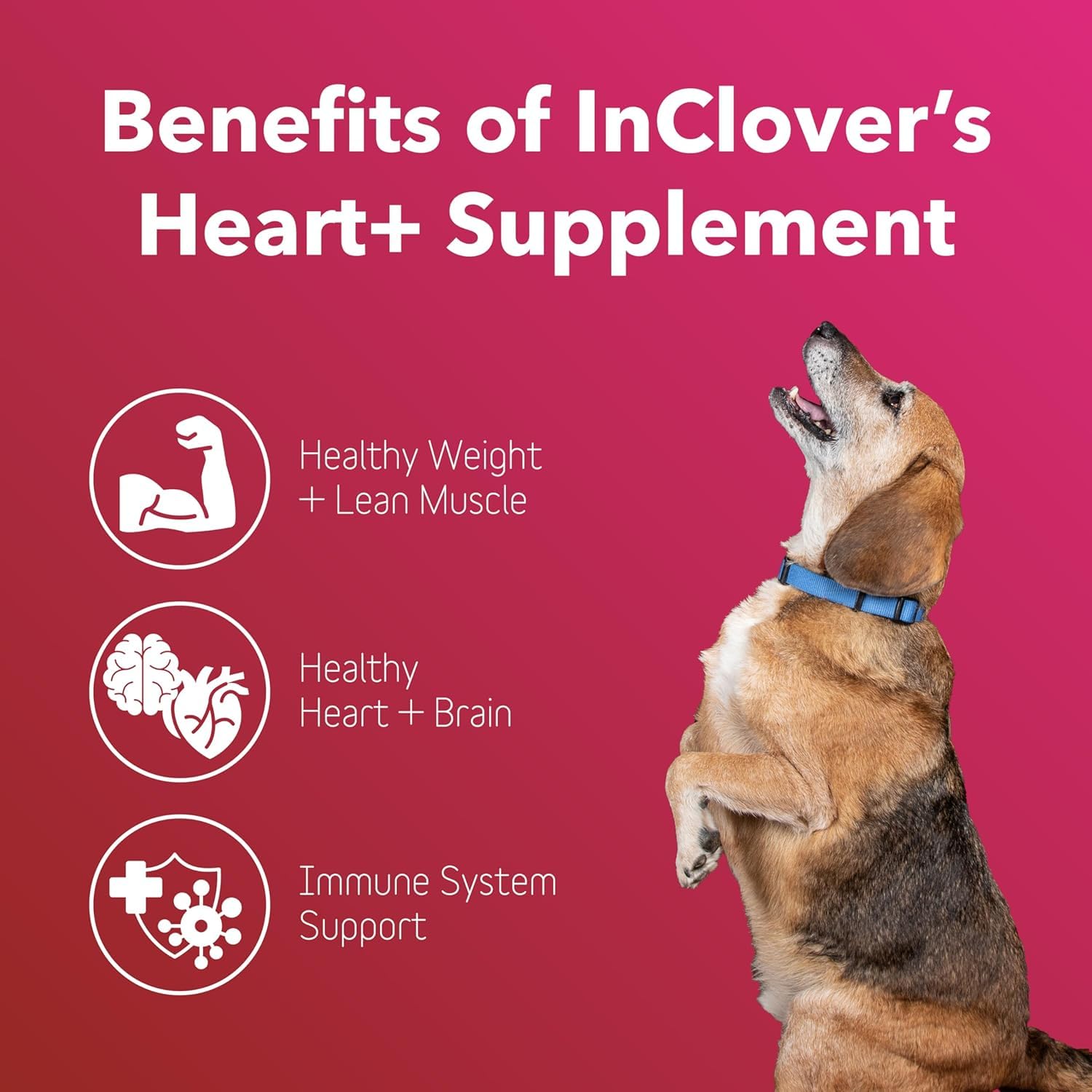 InClover Heart+ cápsulas, apoyo a la energía muscular de mascotas.