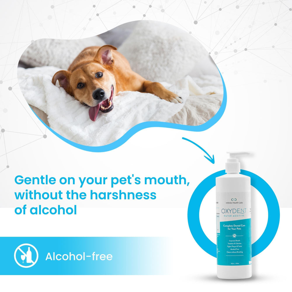 Oxydent sin sabor para mascotas exigentes y sensibles