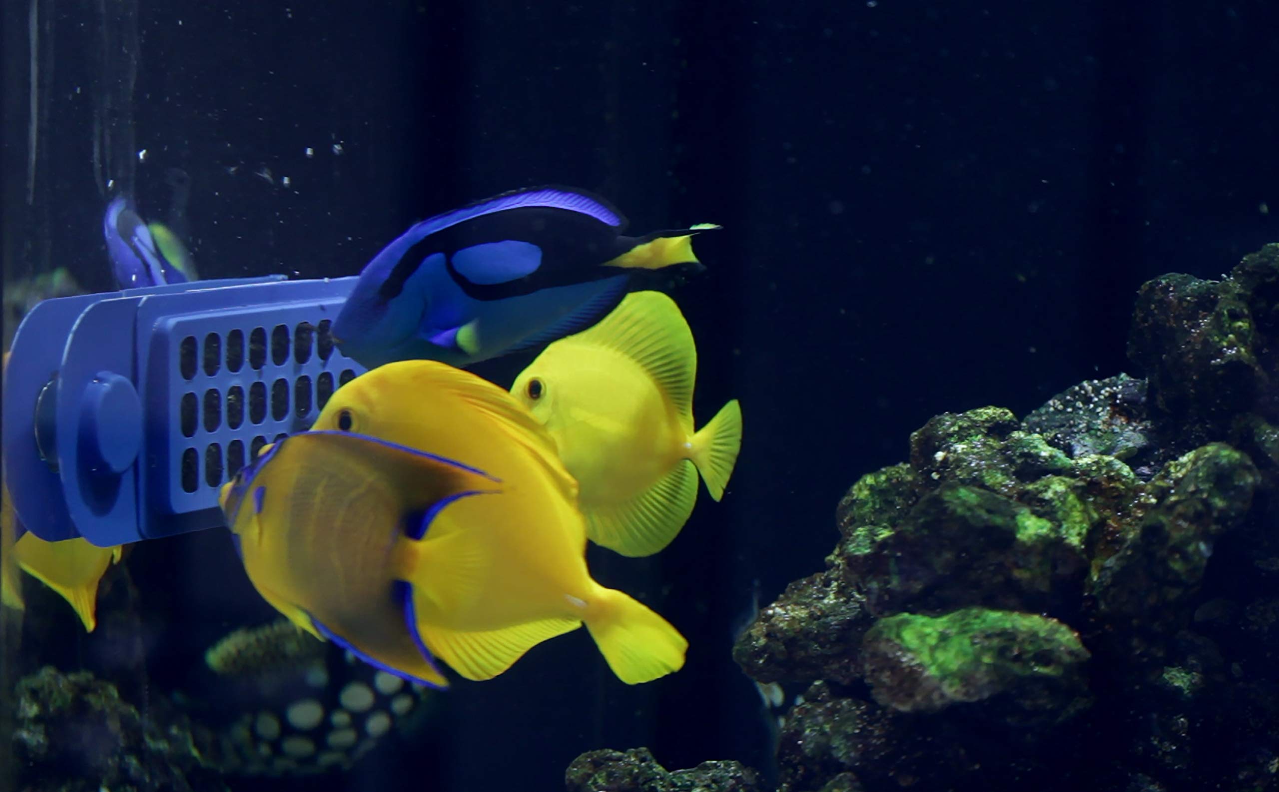 Innovative Marine Grazer Pro construcción ABS duradera para acuario