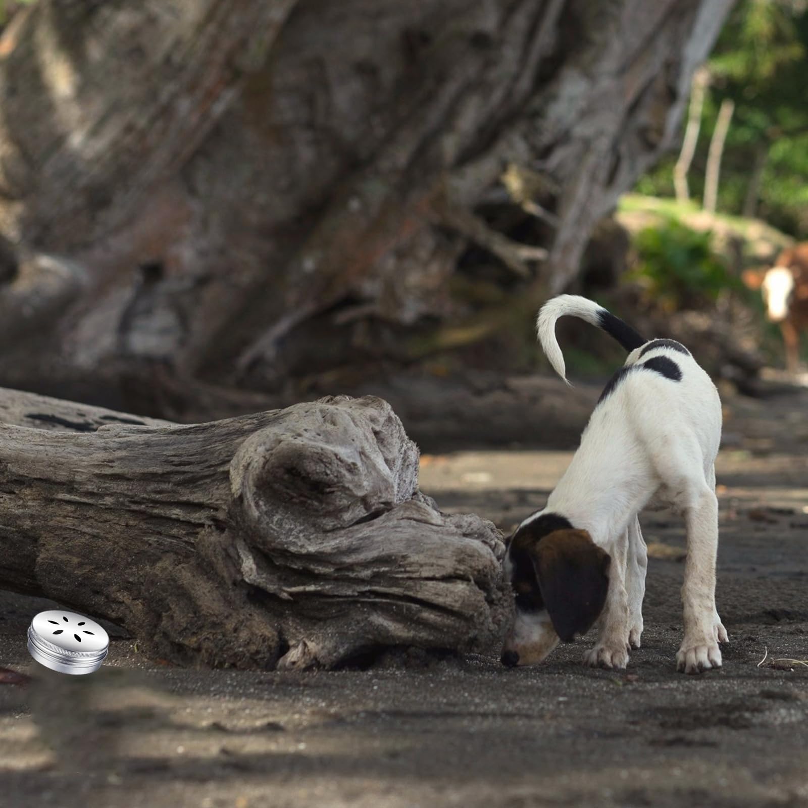 INNOYUMLIN juego mental para perros en casa, estimulación cognitiva.