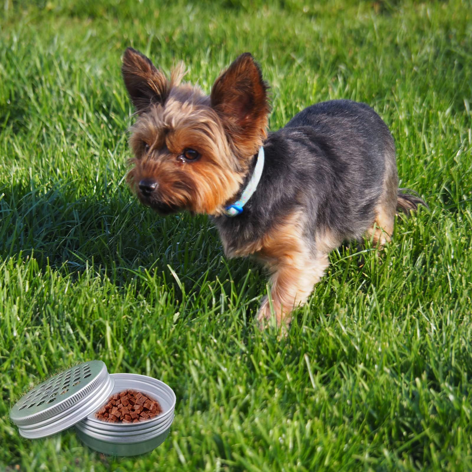 INNOYUMLIN: kit completo de detección olfativa para perros en casa