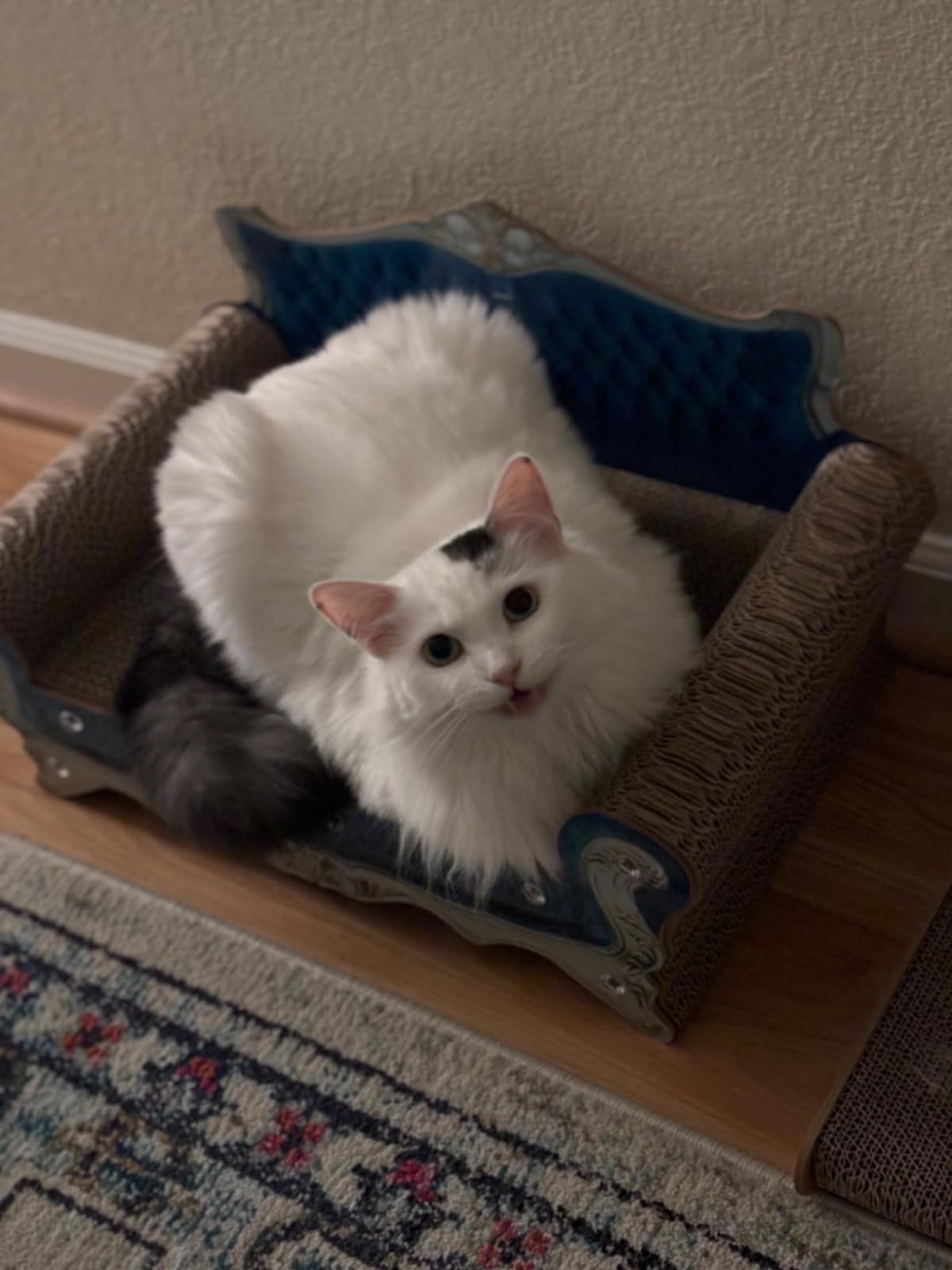 INRLKIT Ideal para uso diario en hogares con gatos pequeños y medianos.