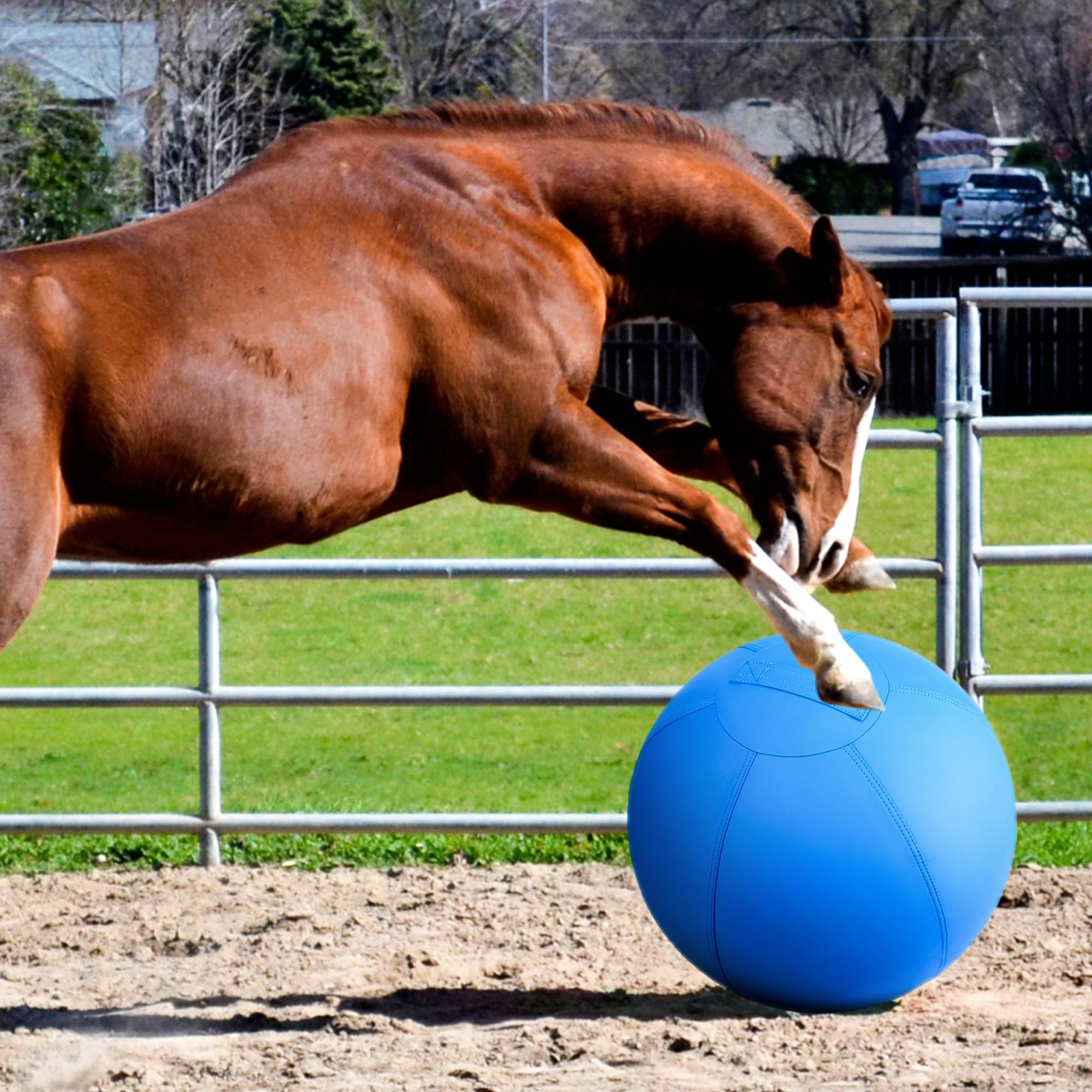 Perro jugando con la pelota Irondance de pastoreo.